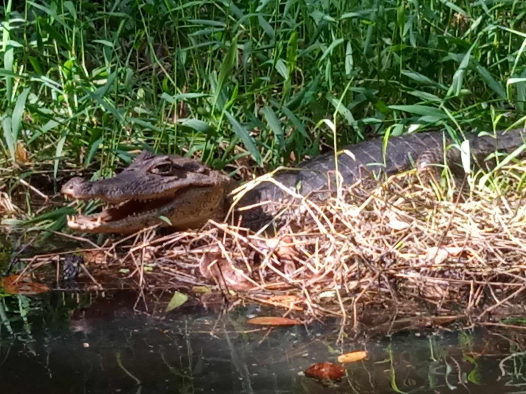 Tortuguero National Park Canoe Wildlife Tour