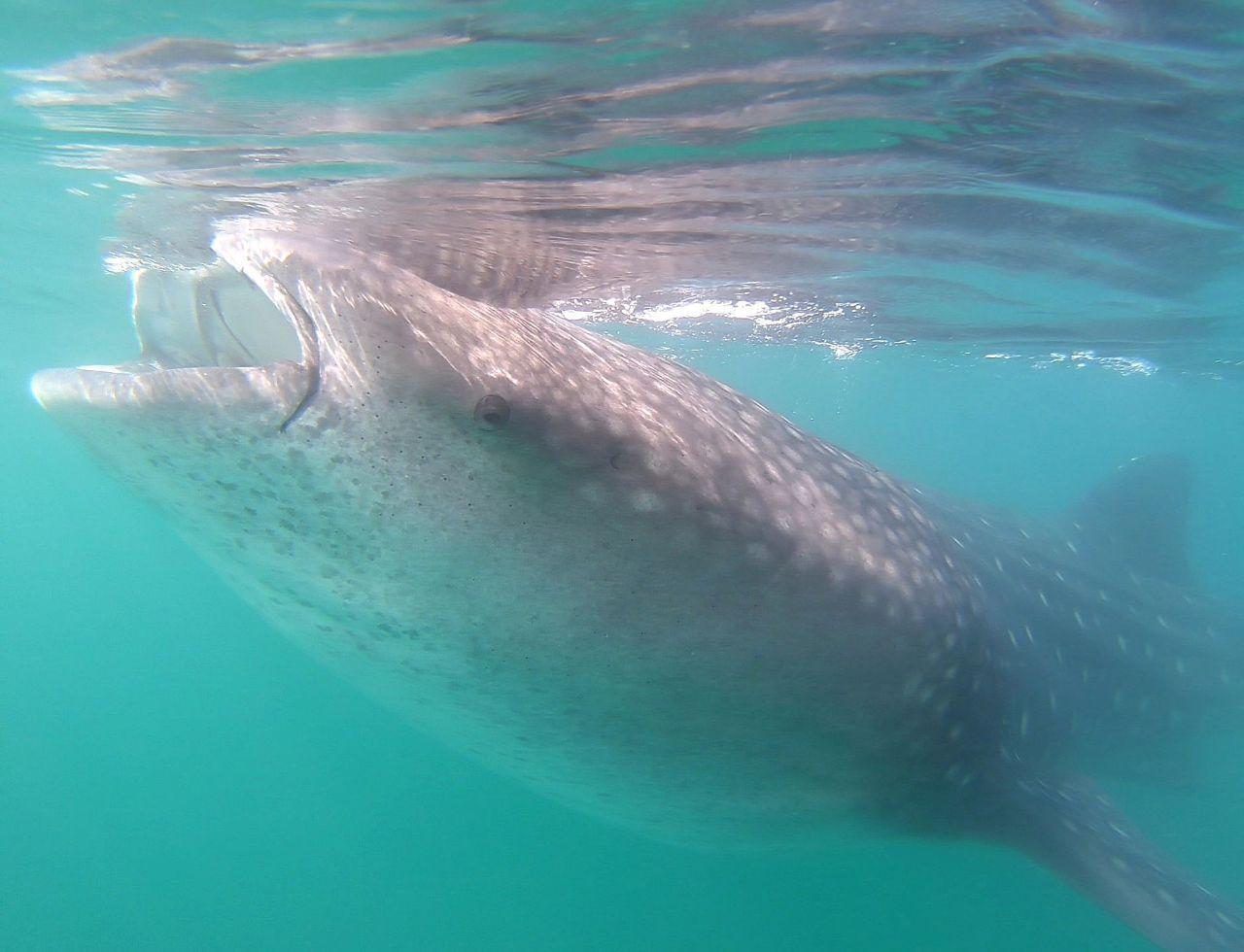 La Paz Whale Shark Snorkeling Adventure