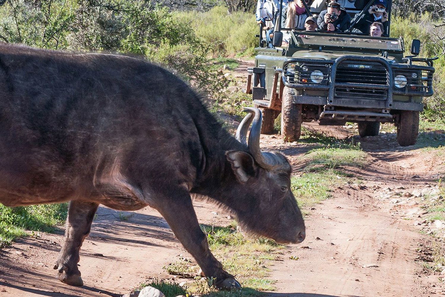Cape Town to Garden Route: 2-Day Big Five Safari Adventure