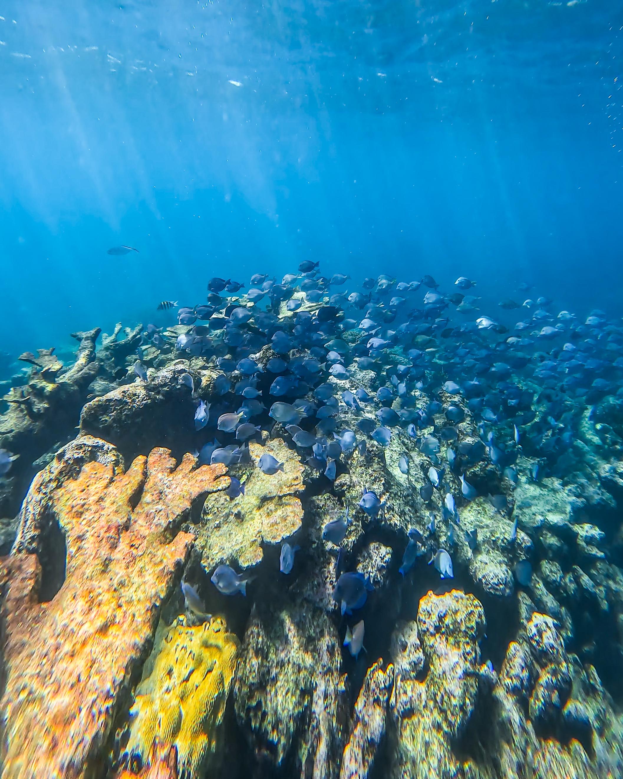 Tulum Reef Snorkeling: Two Sites in Two Hours