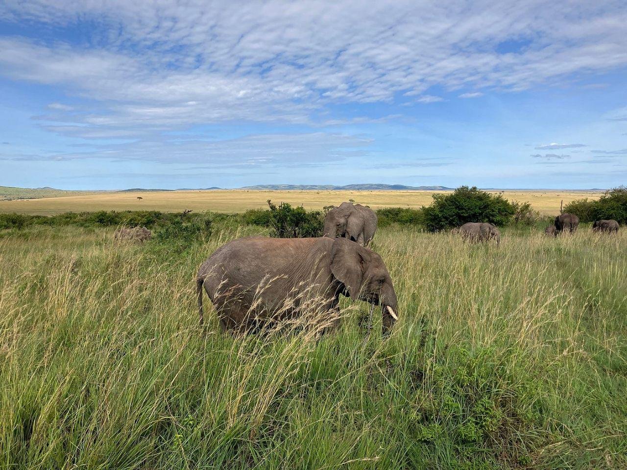 3-Day Maasai Mara Shared Jeep Safari from Nairobi