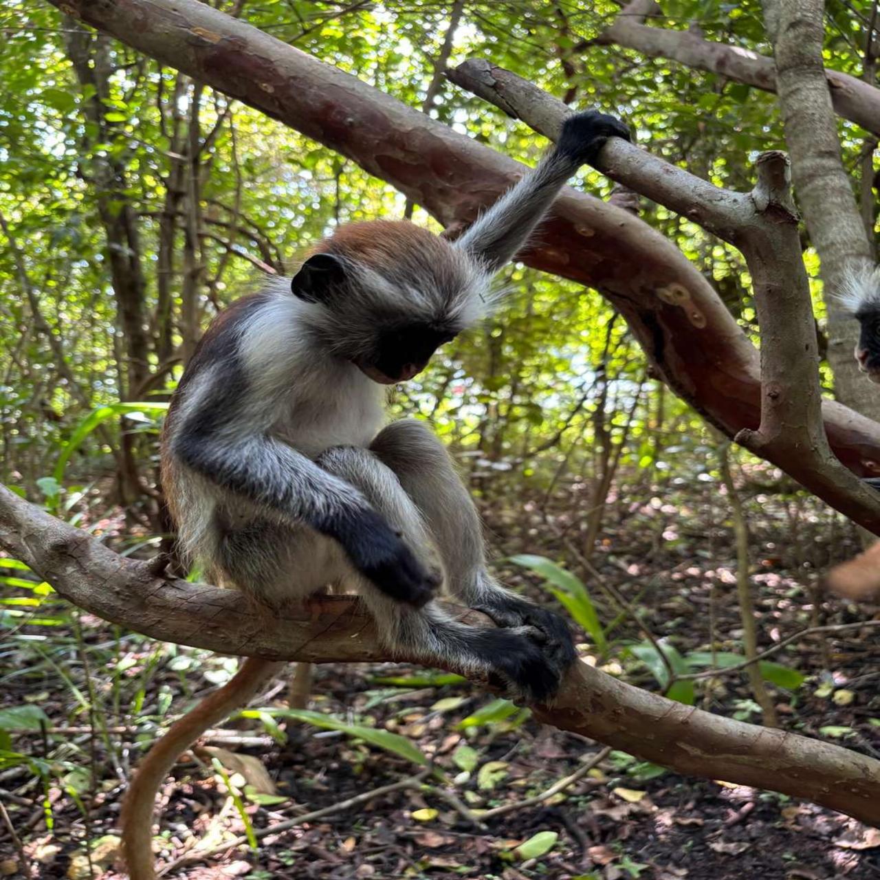 Zanzibar Jozani Forest & The Rock Restaurant Day Tour