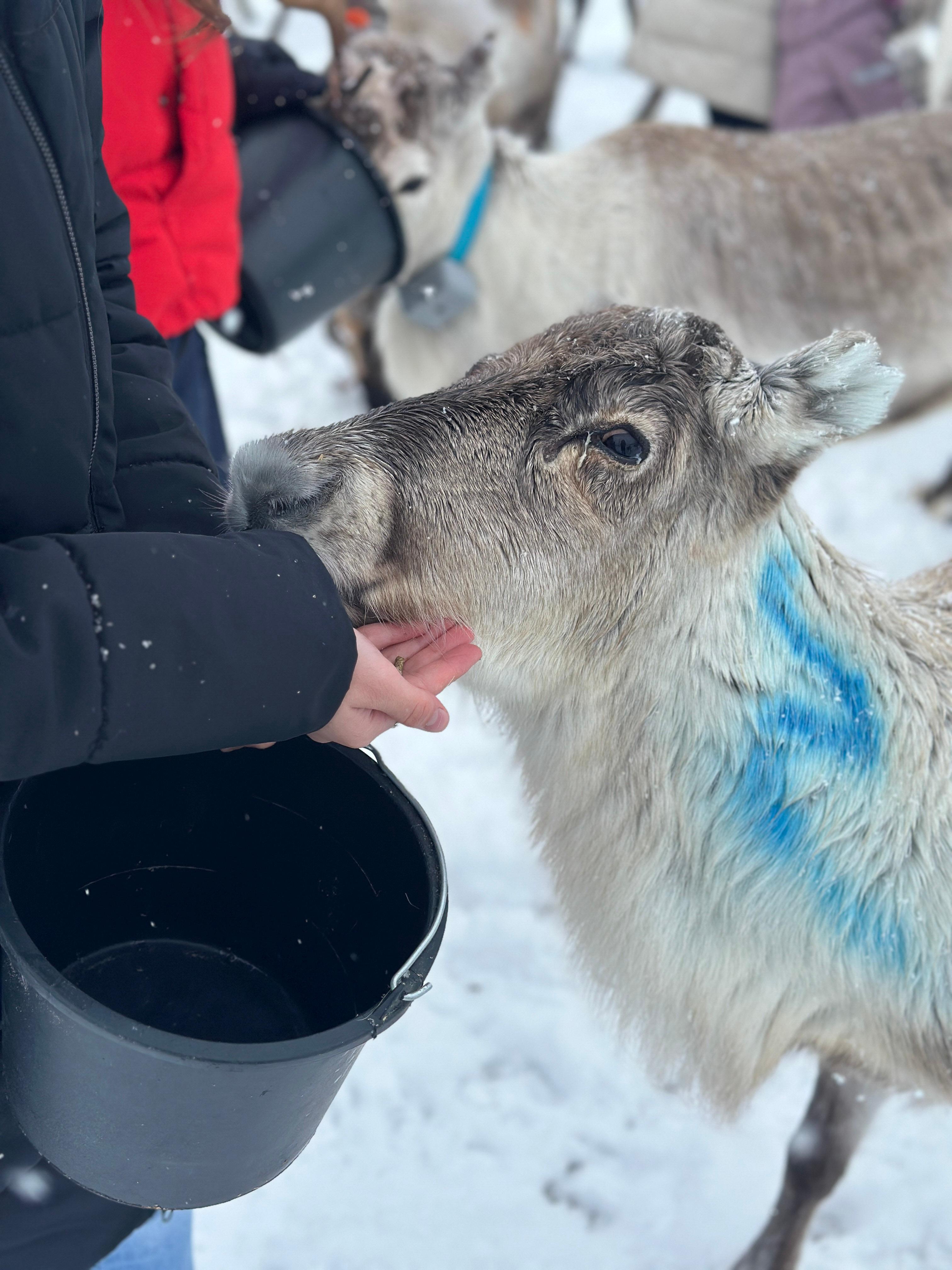 Tromsø: Reindeer Feeding and Sami Culture with Lunch
