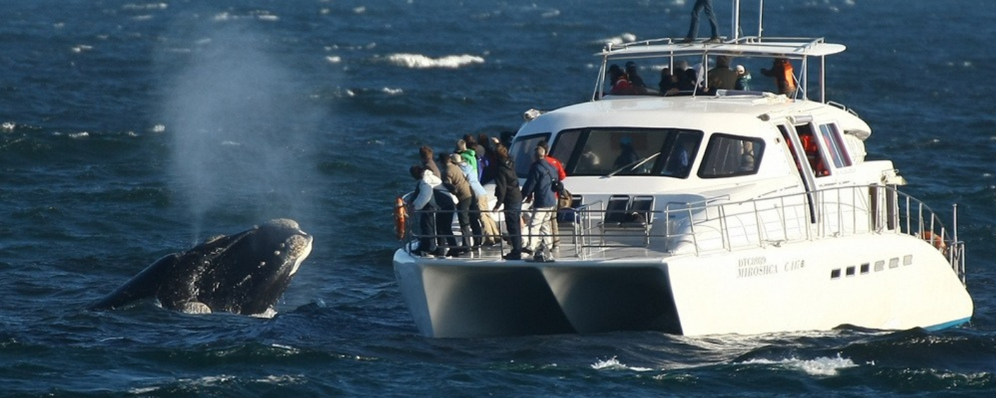 Hermanus Whale Watching Day Trip from Cape Town