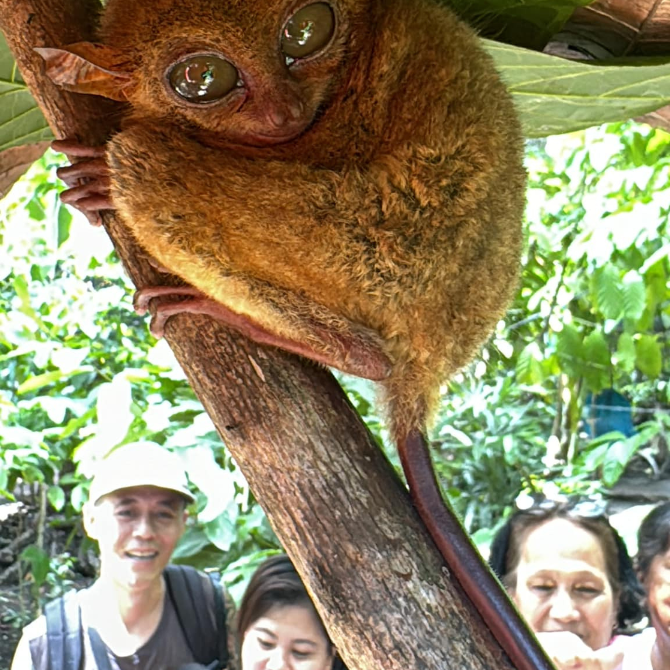 Bohol Countryside Day Tour from Cebu with Loboc River Cruise Lunch