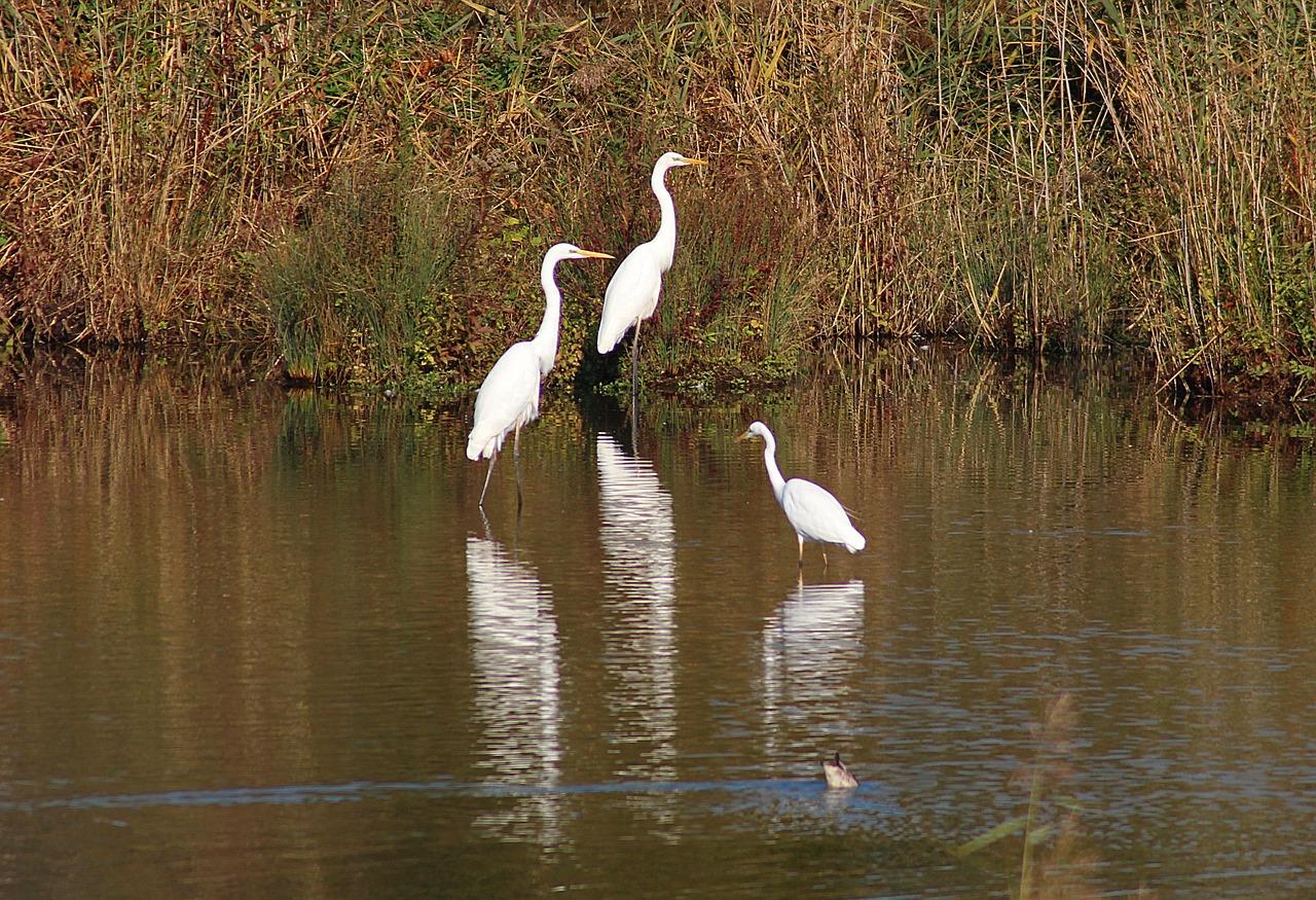 Keoladeo National Park Birdwatching Day Trip from Delhi