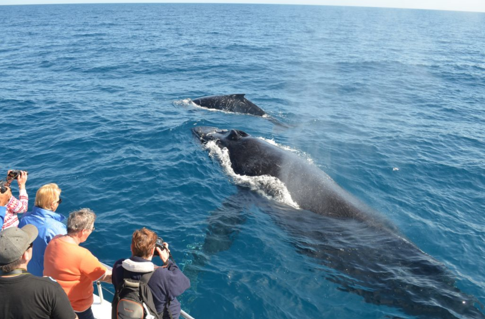 Samaná Whale Watching & Cayo Levantado Island Tour