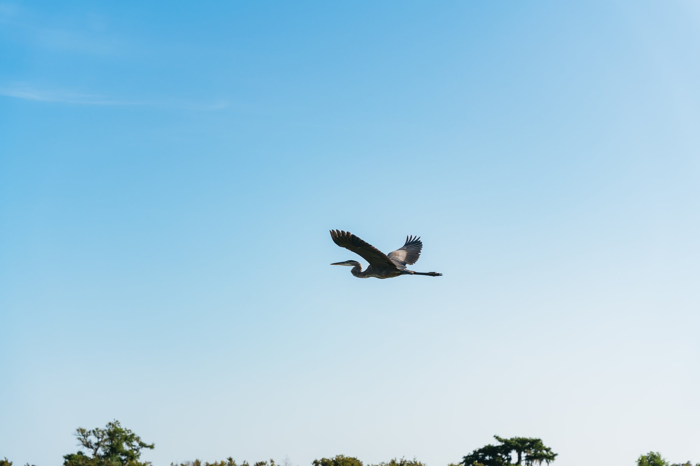 Kissimmee Everglades Airboat Expedition