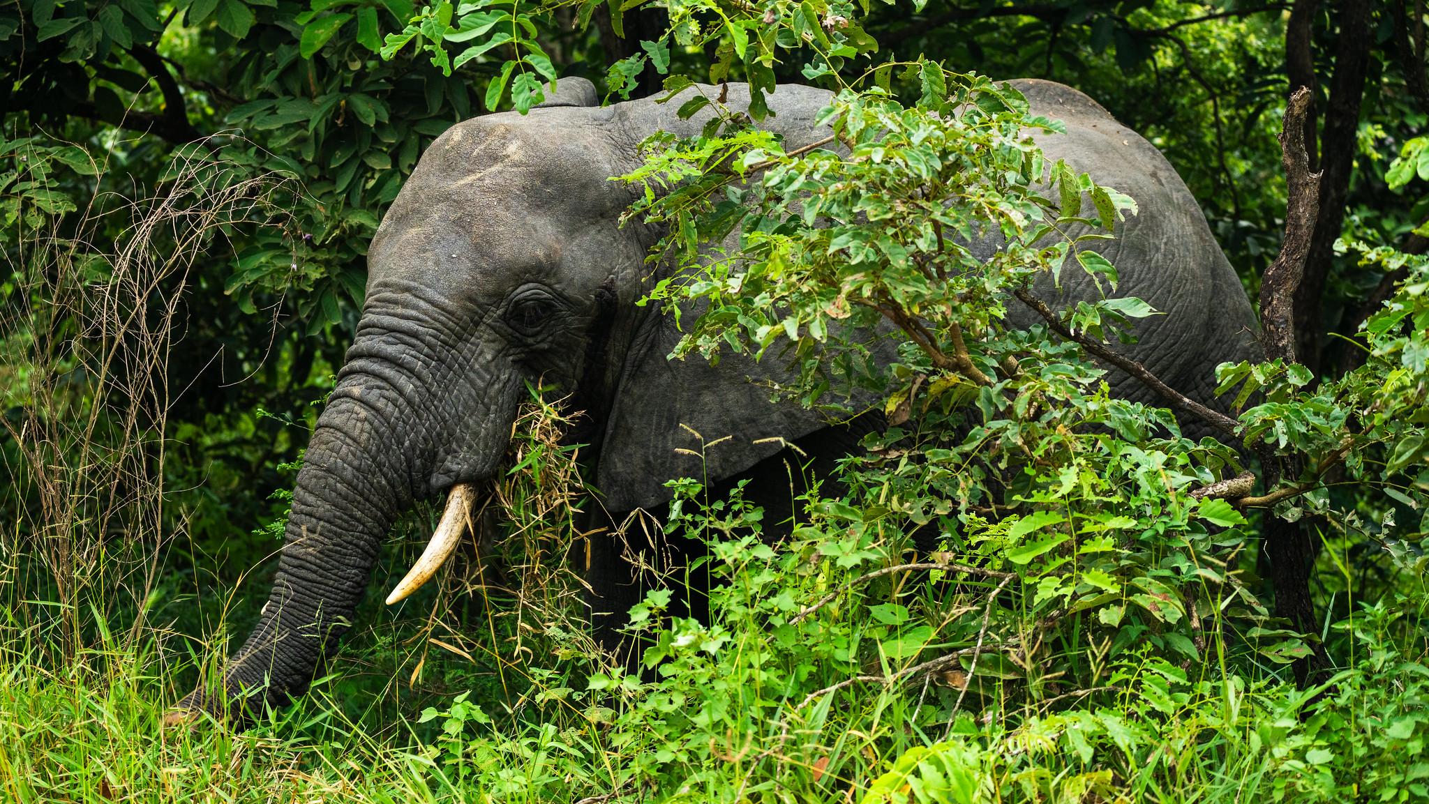 Zanzibar to Selous: Full-Day Safari with Bush Lunch (+ 2-Day Option)