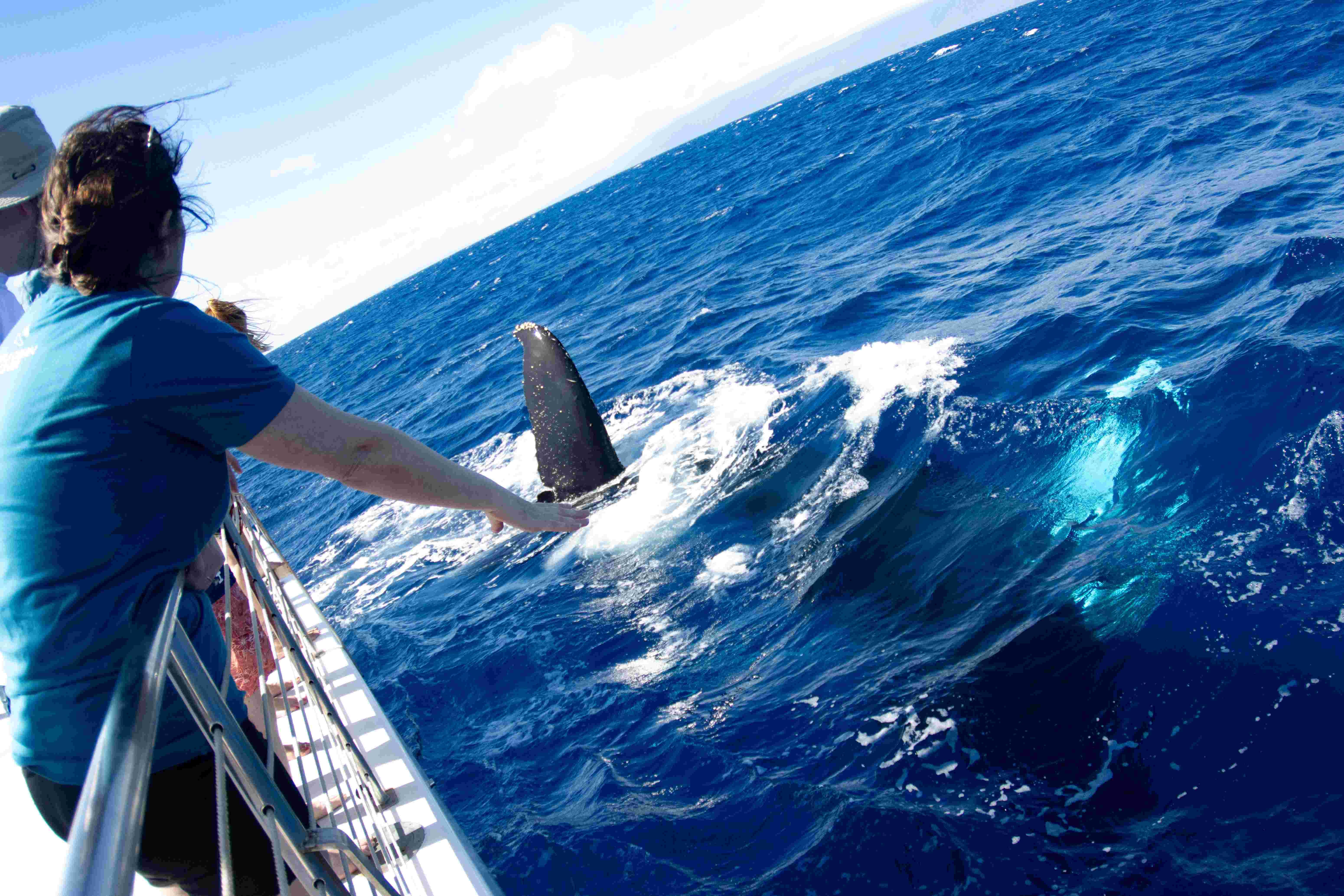 Kaanapali Whale Watching Catamaran with Premium Bar & Appetizers
