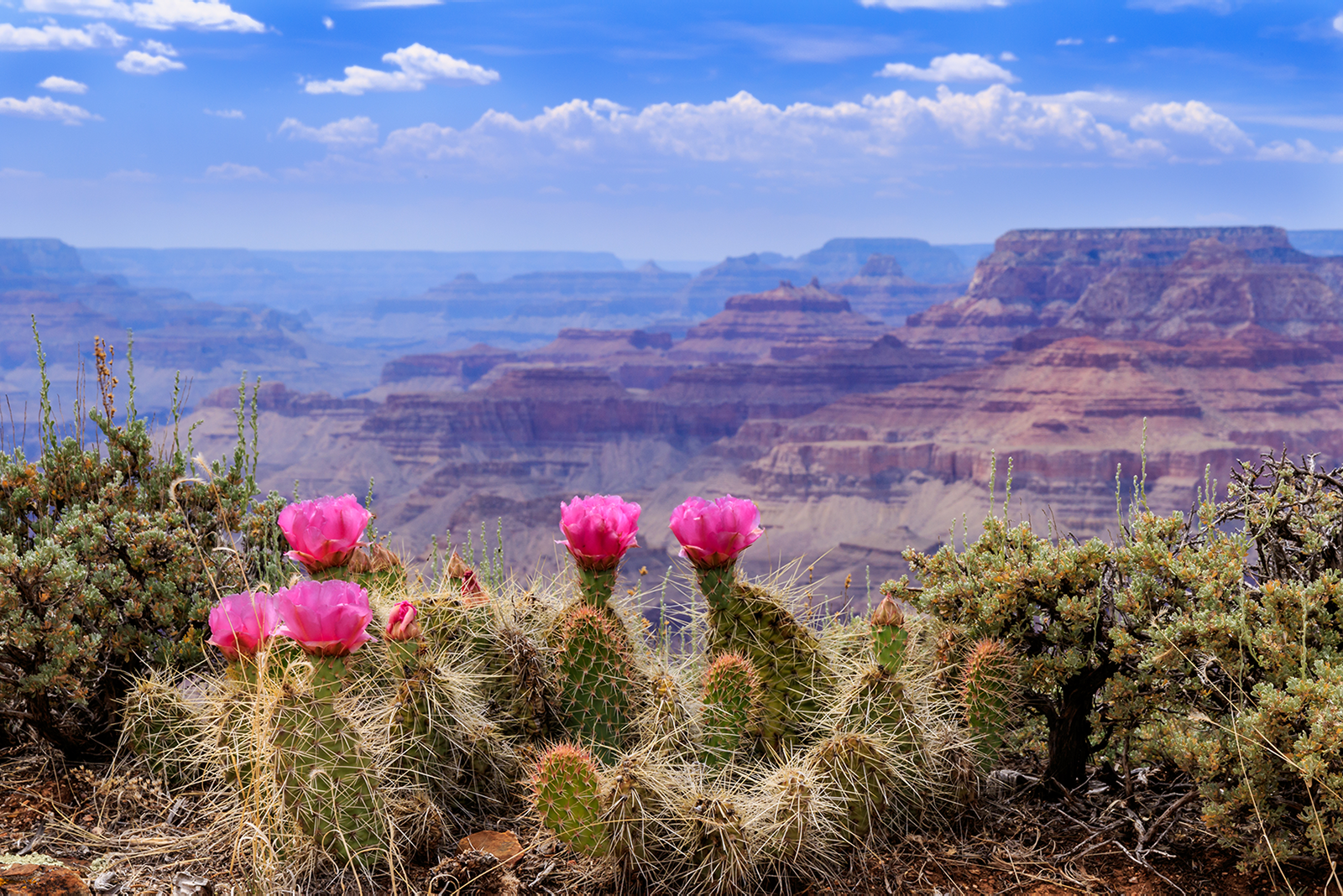 LA: San Francisco, Yosemite, Vegas, Grand Canyon 7-Day Tour