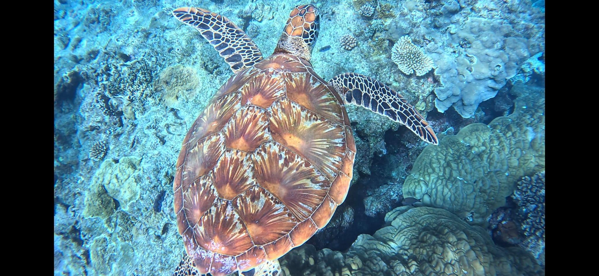 Kayaking & Snorkeling with Sea Turtles in Port Vila