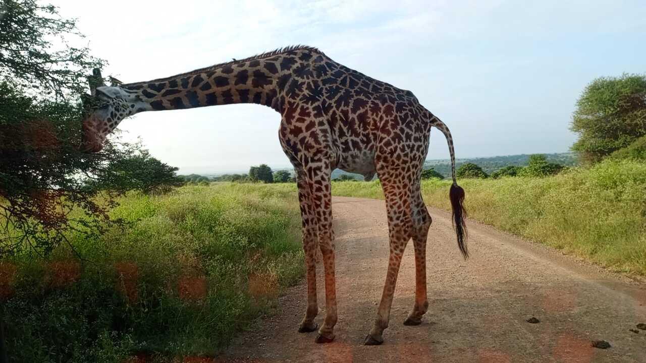 Nairobi National Park Half-Day Wildlife Safari