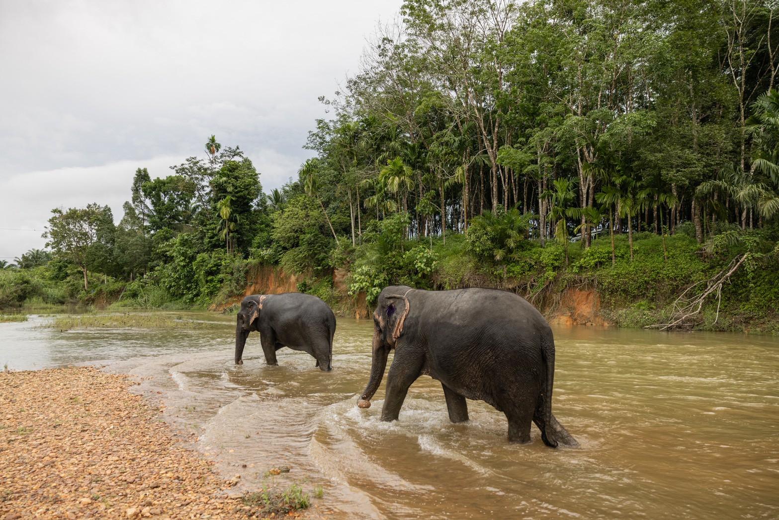 Khao Sok Elephant Rescue & Bamboo River Raft from Krabi