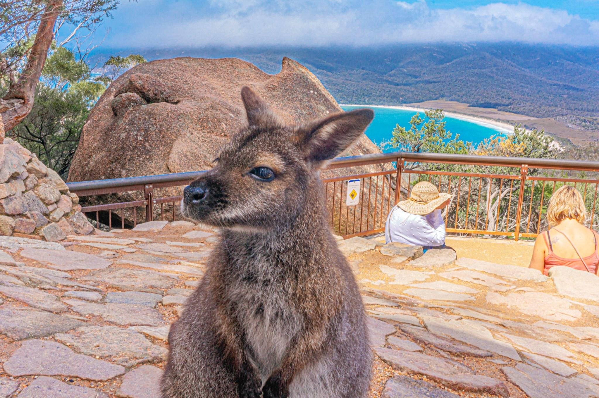 Wineglass Bay, Freycinet & Richmond Day Tour from Hobart