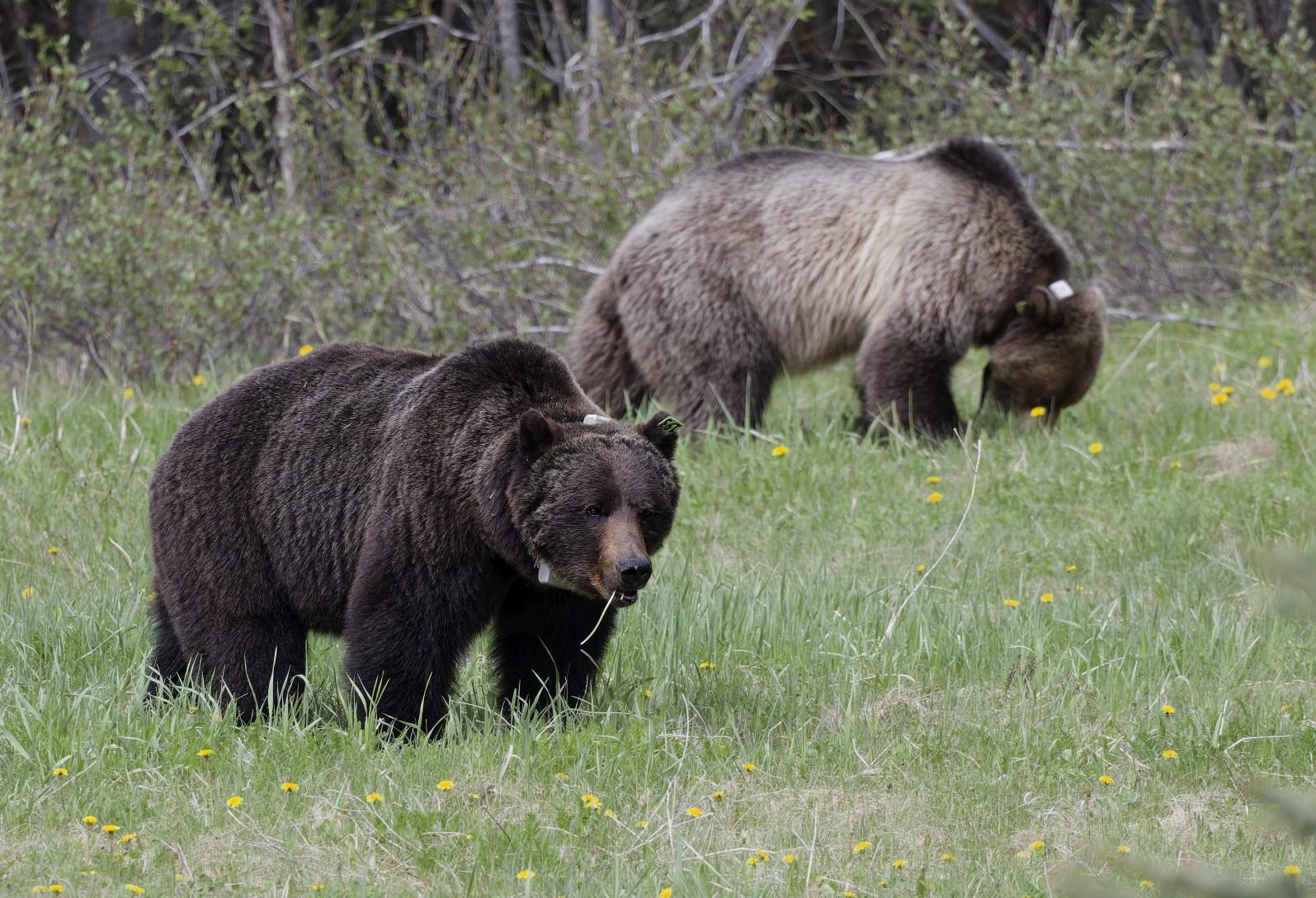 Bear Country Wildlife Hike in Banff & Kananaskis