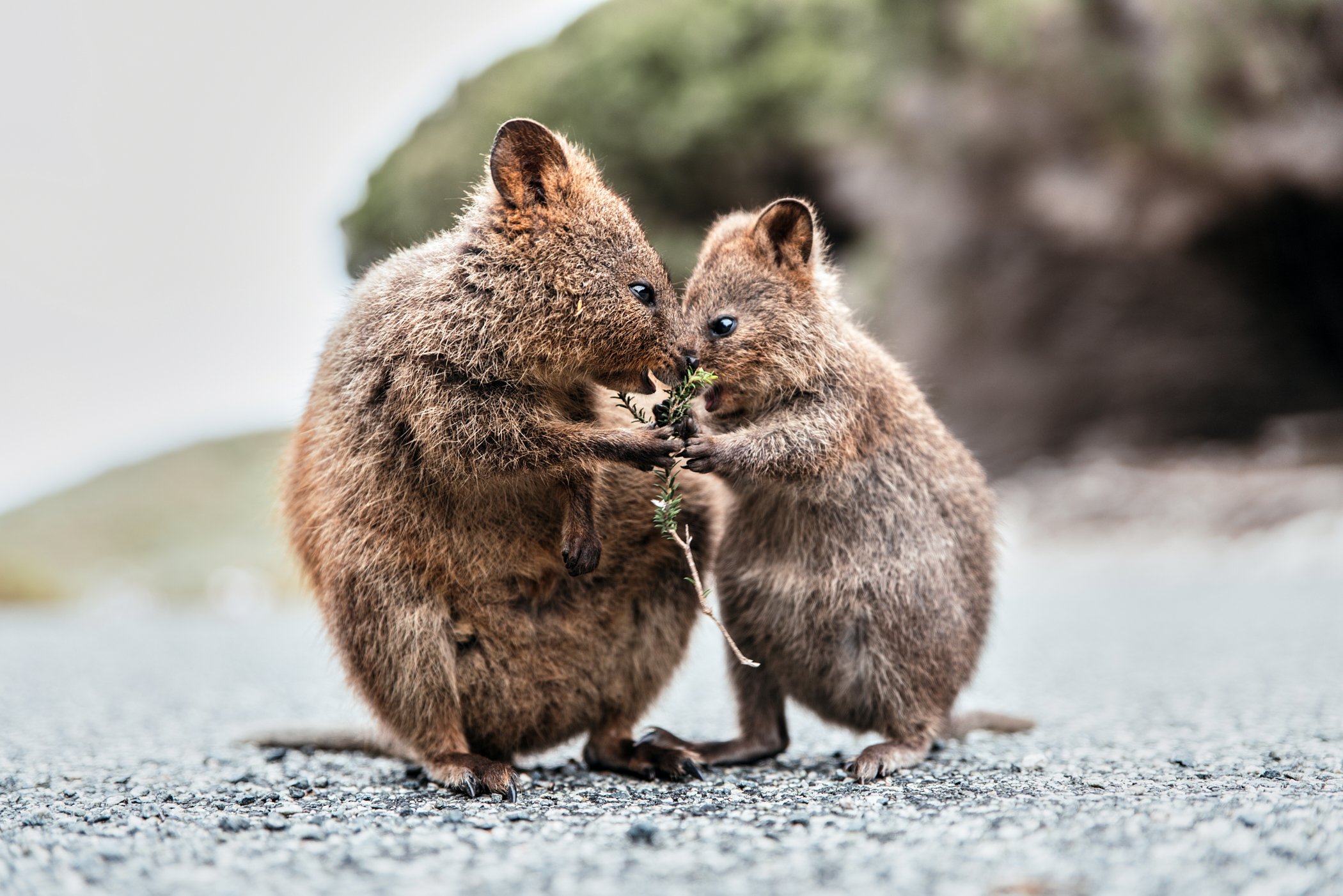 Rottnest Island bus tour — image 3