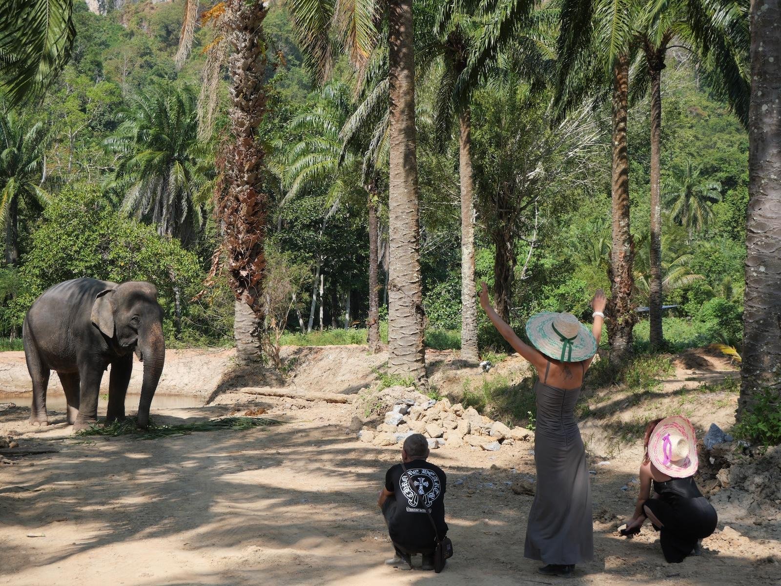 Krabi Ethical Elephant Sanctuary: Observe, Feed & Walk (No Touching)