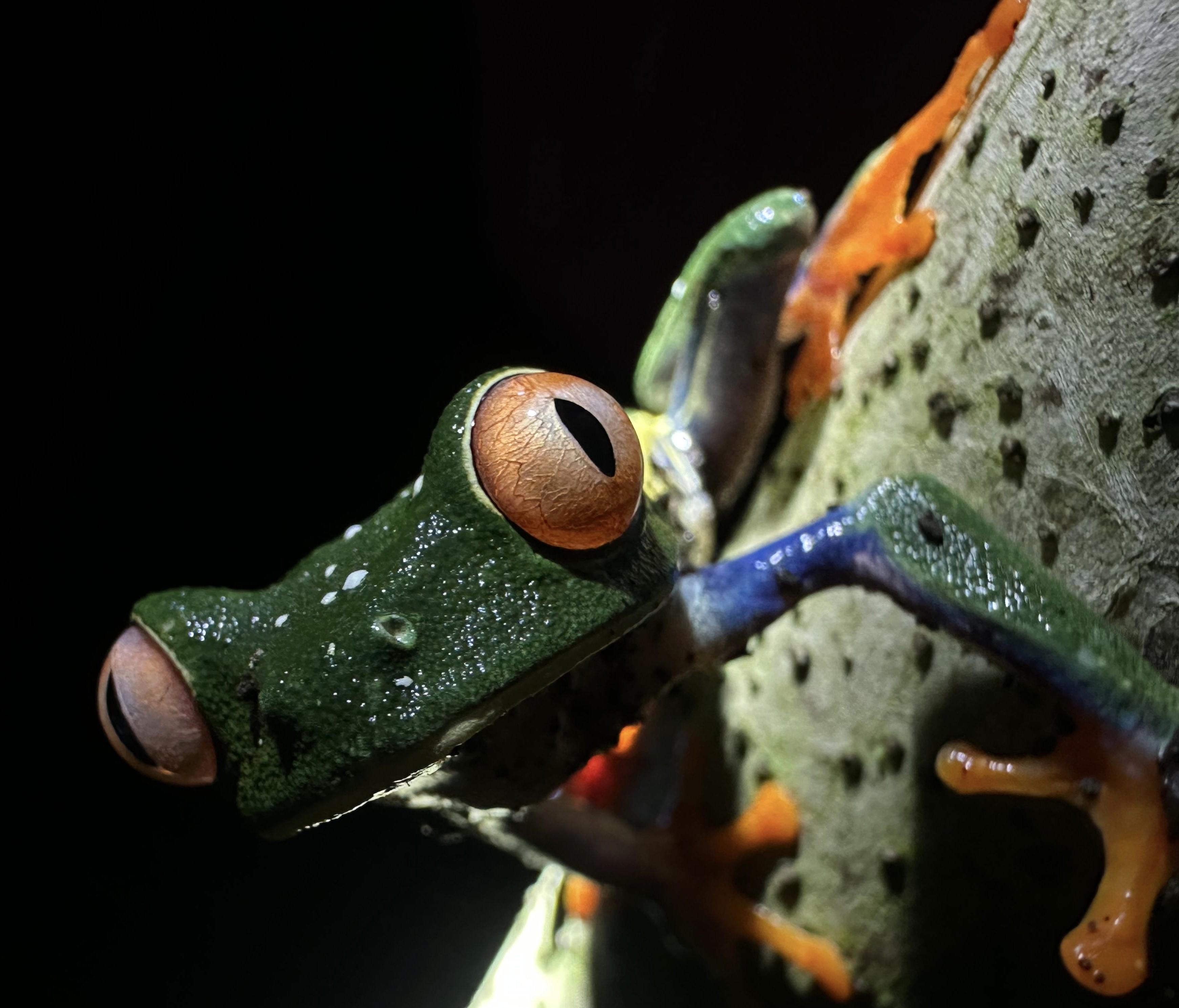La Fortuna Private Rainforest Sloth Tour with Guaranteed Sighting