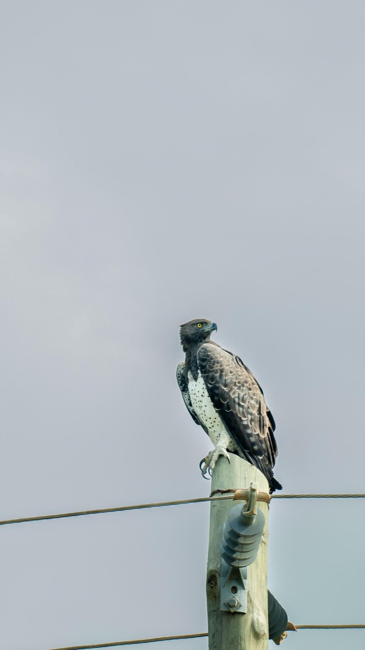 Zanzibar to Selous: Full-Day Safari with Bush Lunch (+ 2-Day Option)