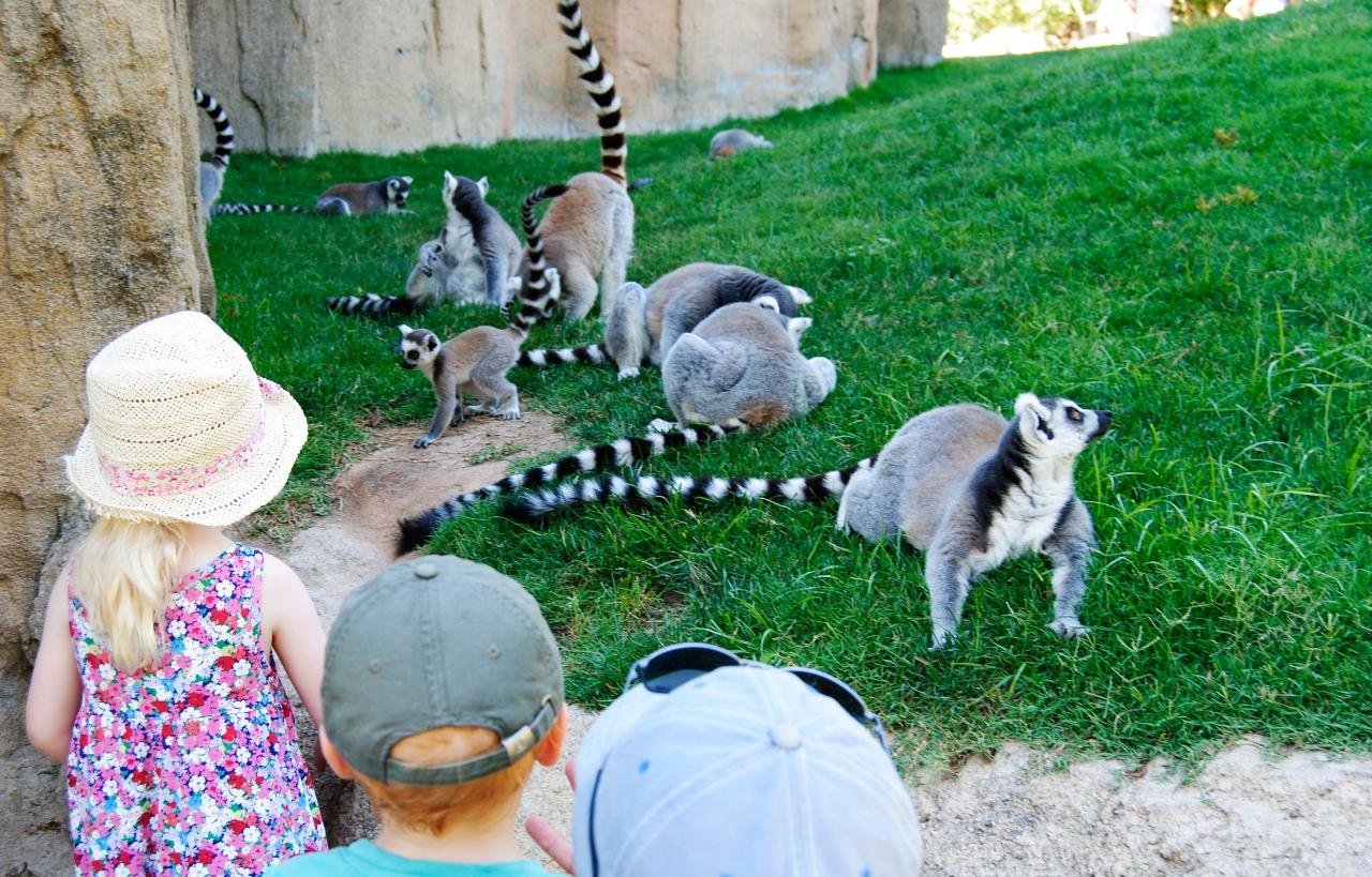 Bioparc Valencia Entry Ticket