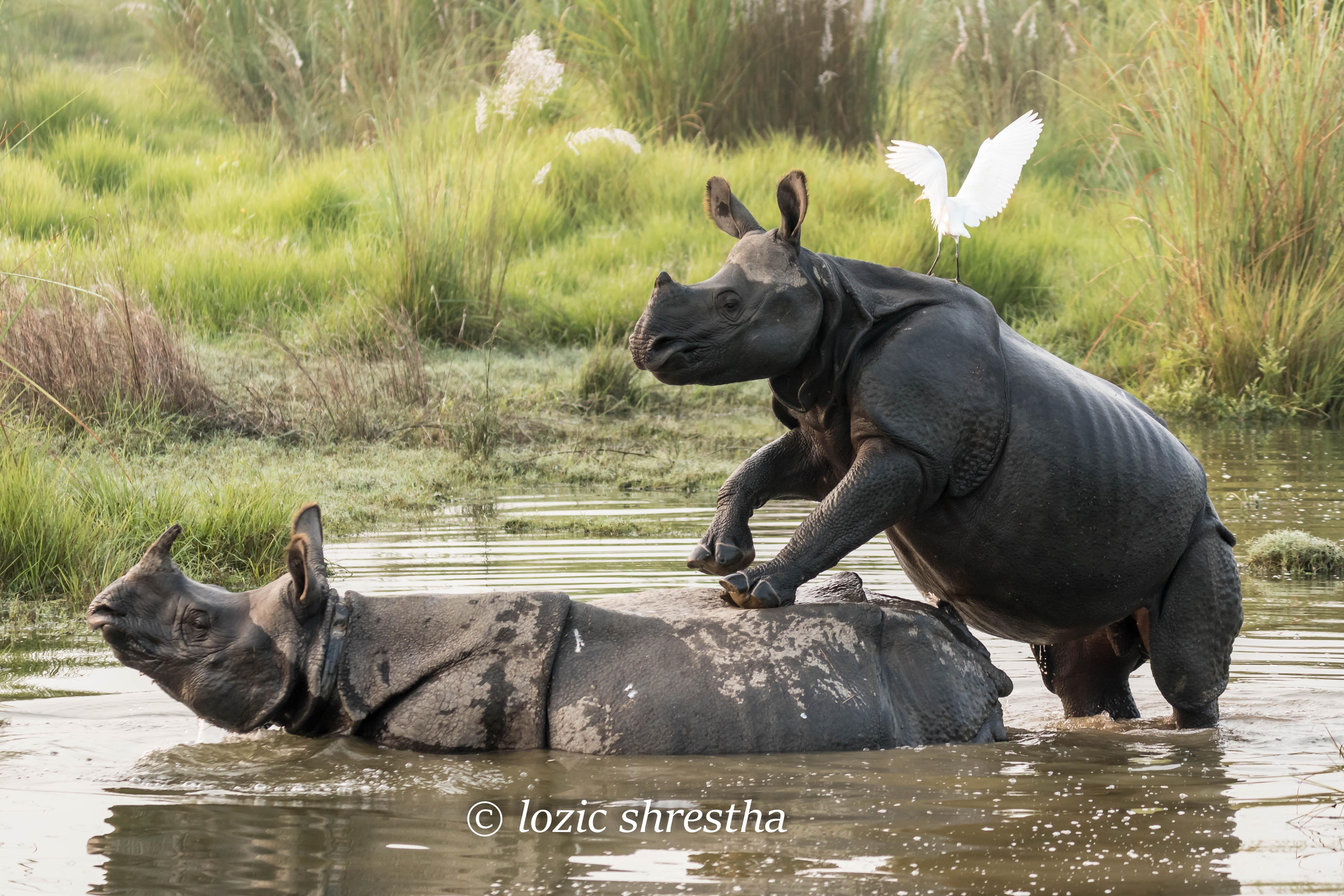 3-Day Chitwan National Park Wildlife Safari from Kathmandu or Pokhara