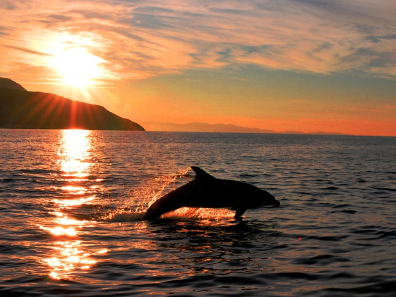 Gulf of Olbia Dolphin Safari & Coastal Gems