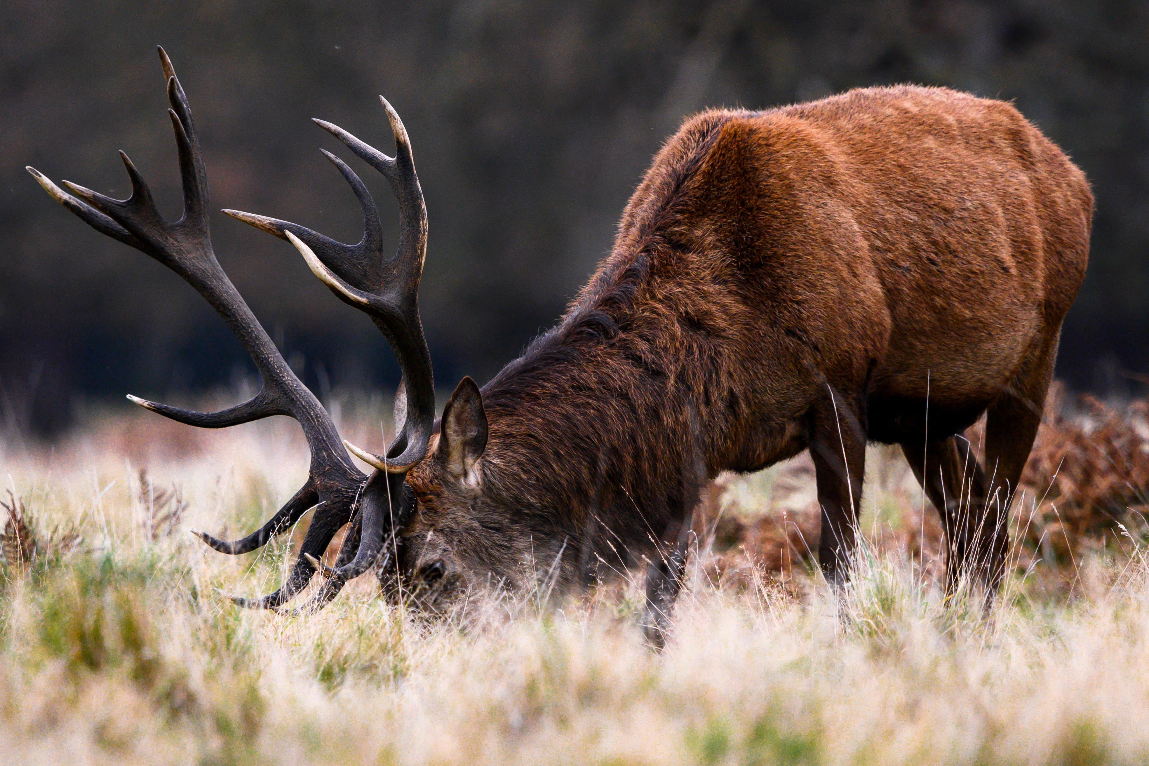 London: Richmond Park Nature Photography Workshop