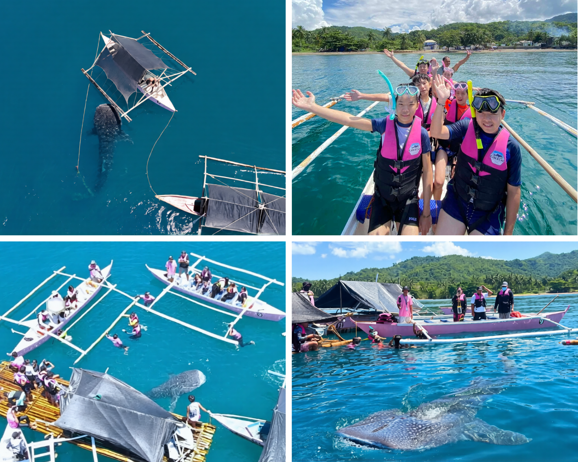 Boracay Whale Shark Encounter with Complimentary Underwater Photography