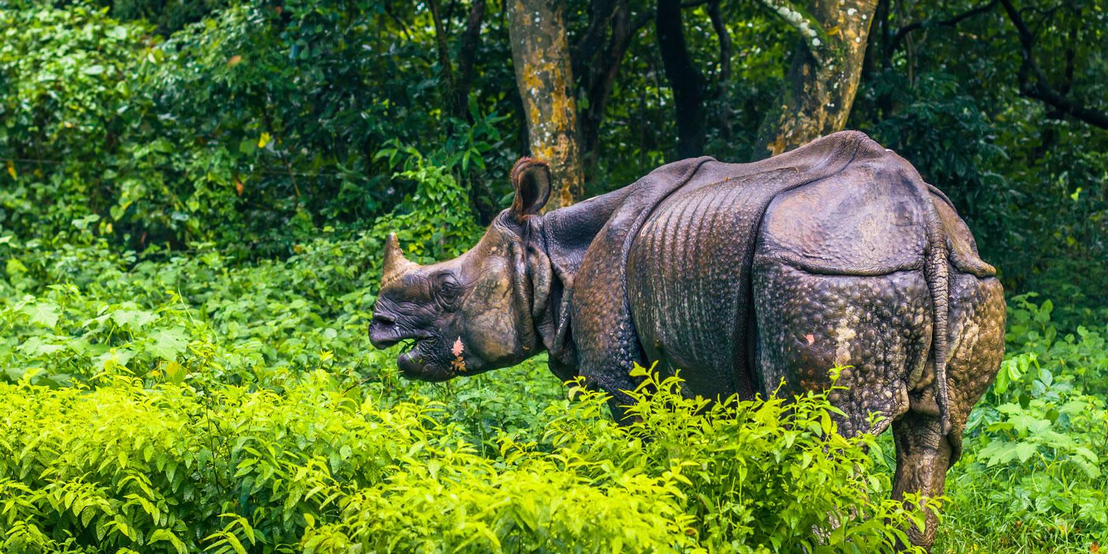 Pokhara to Chitwan: 2-Day Wildlife & Culture Safari