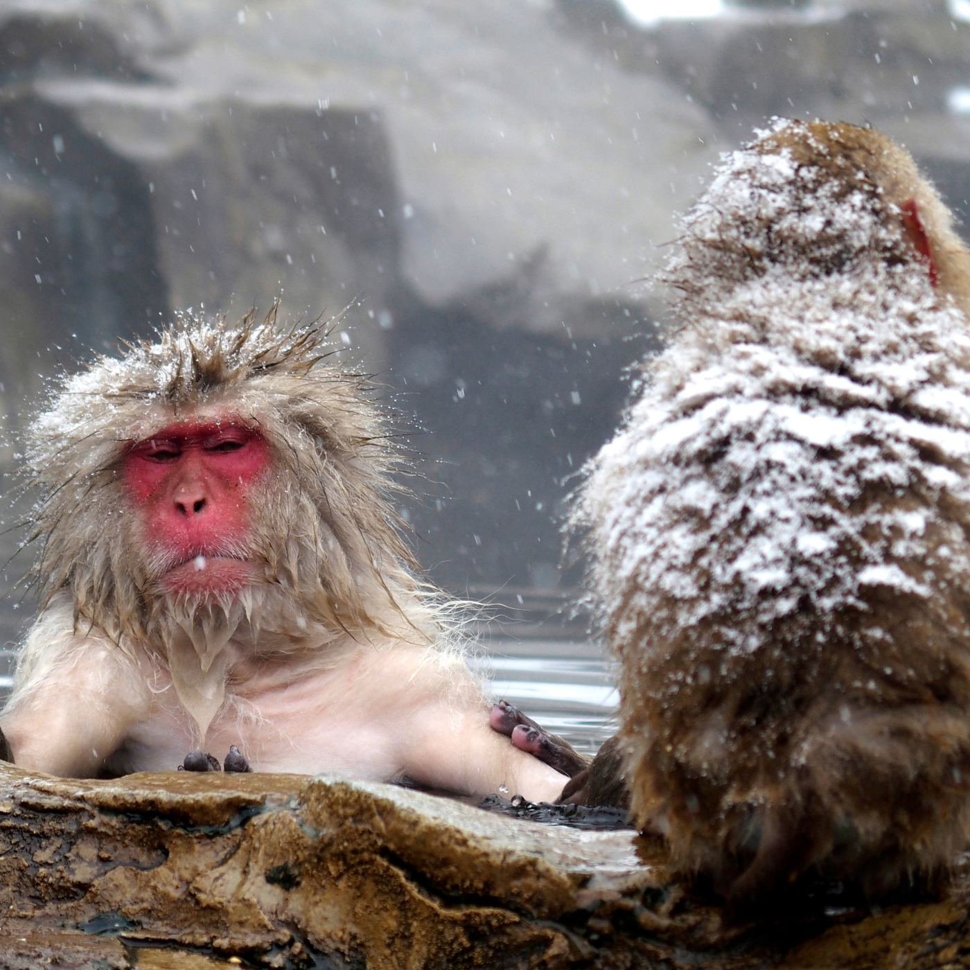 Private Snow Monkey & Zenko-ji Temple Day Trip from Hakuba