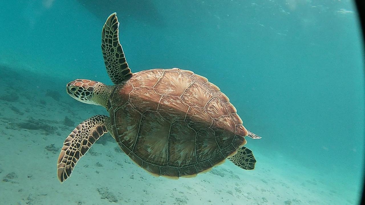 Sharm el-Sheikh: White Island & Ras Mohamed National Park Snorkeling Day Trip