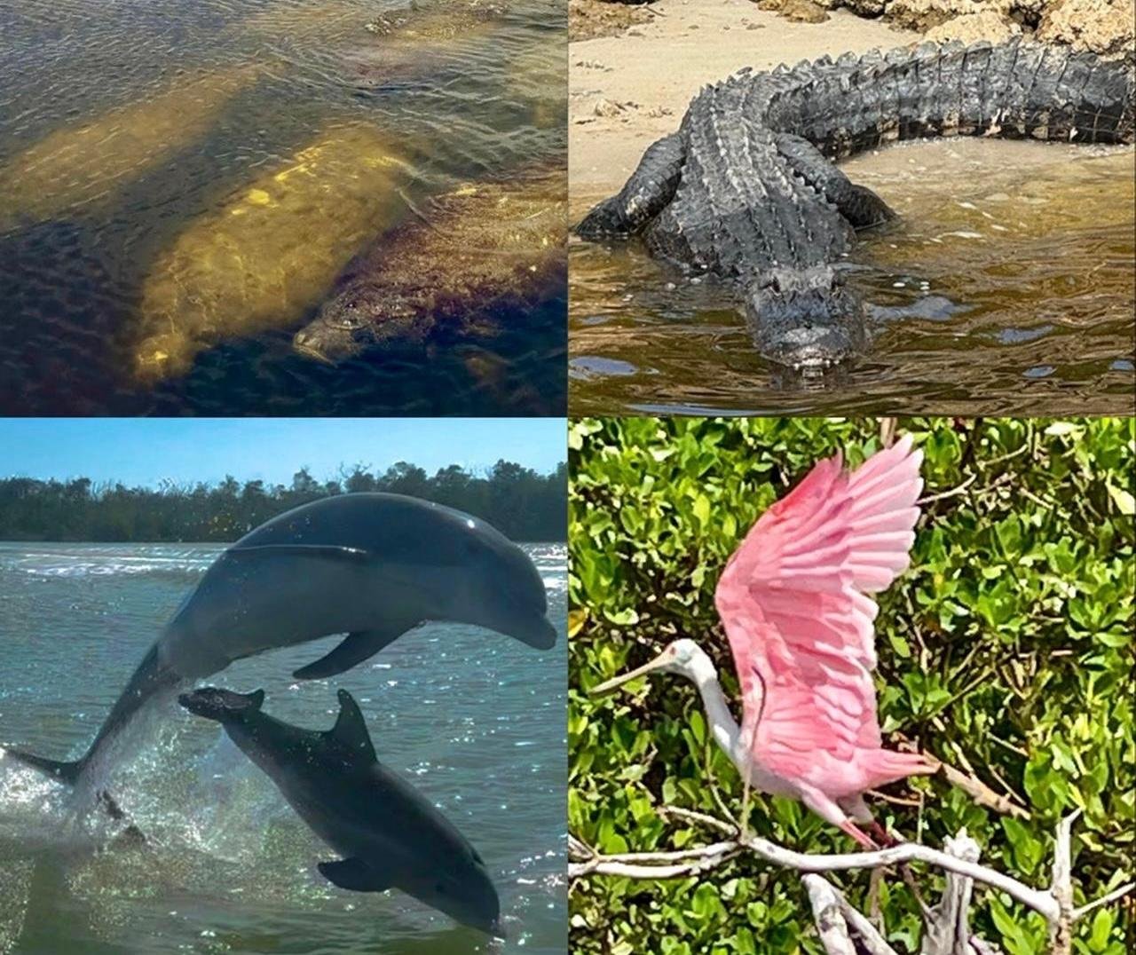 Everglades Eco Cruise: Manatees, Dolphins & 10,000 Islands