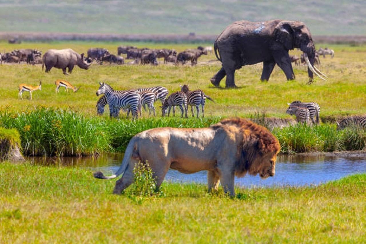 Serengeti & Ngorongoro Crater 4-Day Camping Safari from Arusha