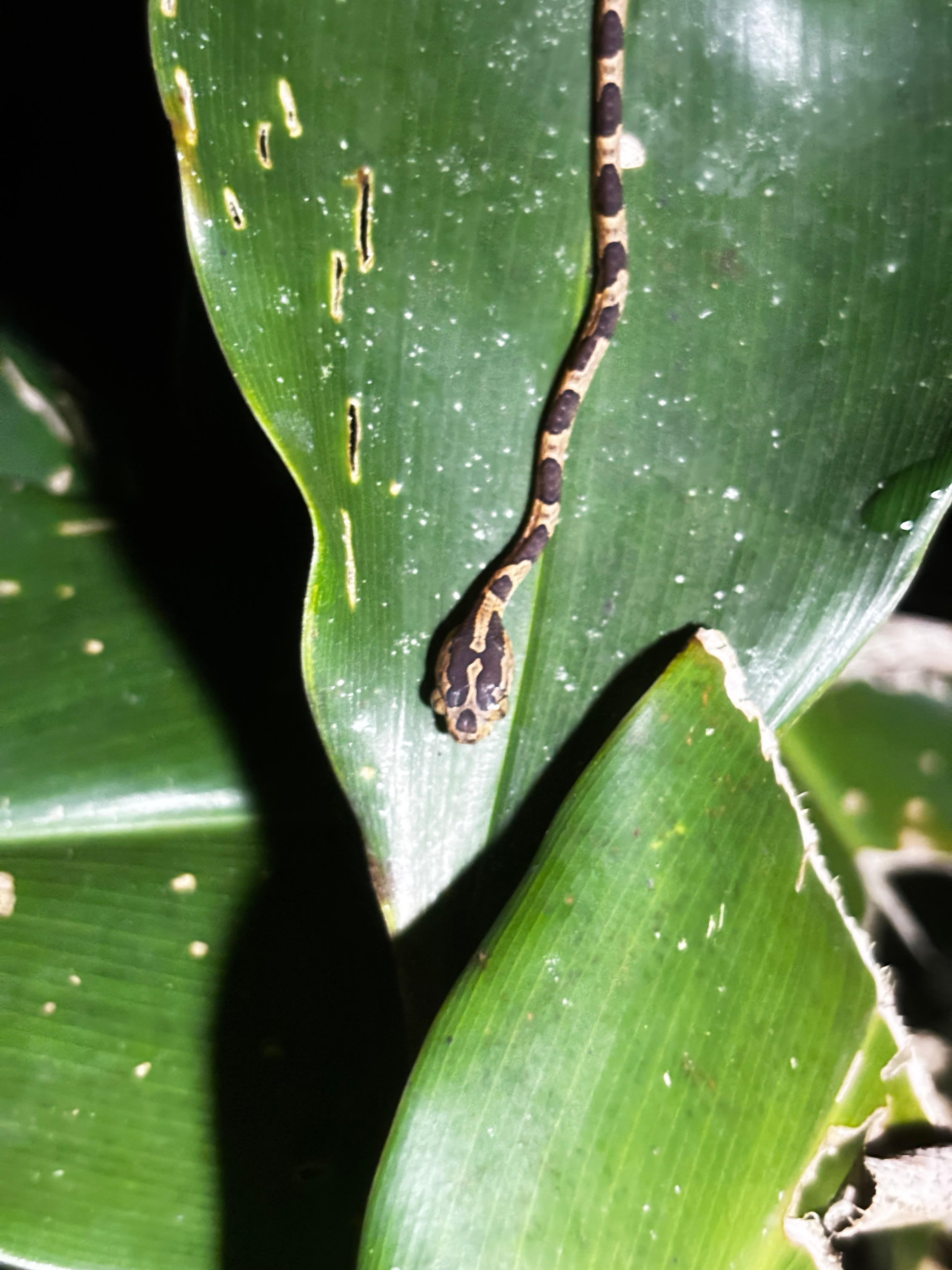 Tortuguero 2-Day Eco Adventure: Canoe, Jaguar Trail, Night Walk & Turtle Nesting
