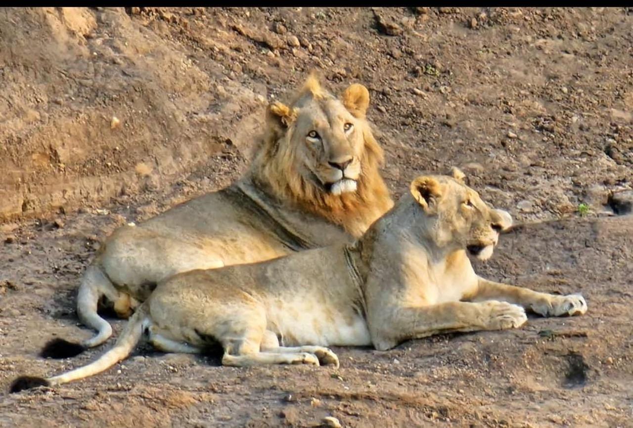 Nairobi National Park Half-Day Wildlife Safari