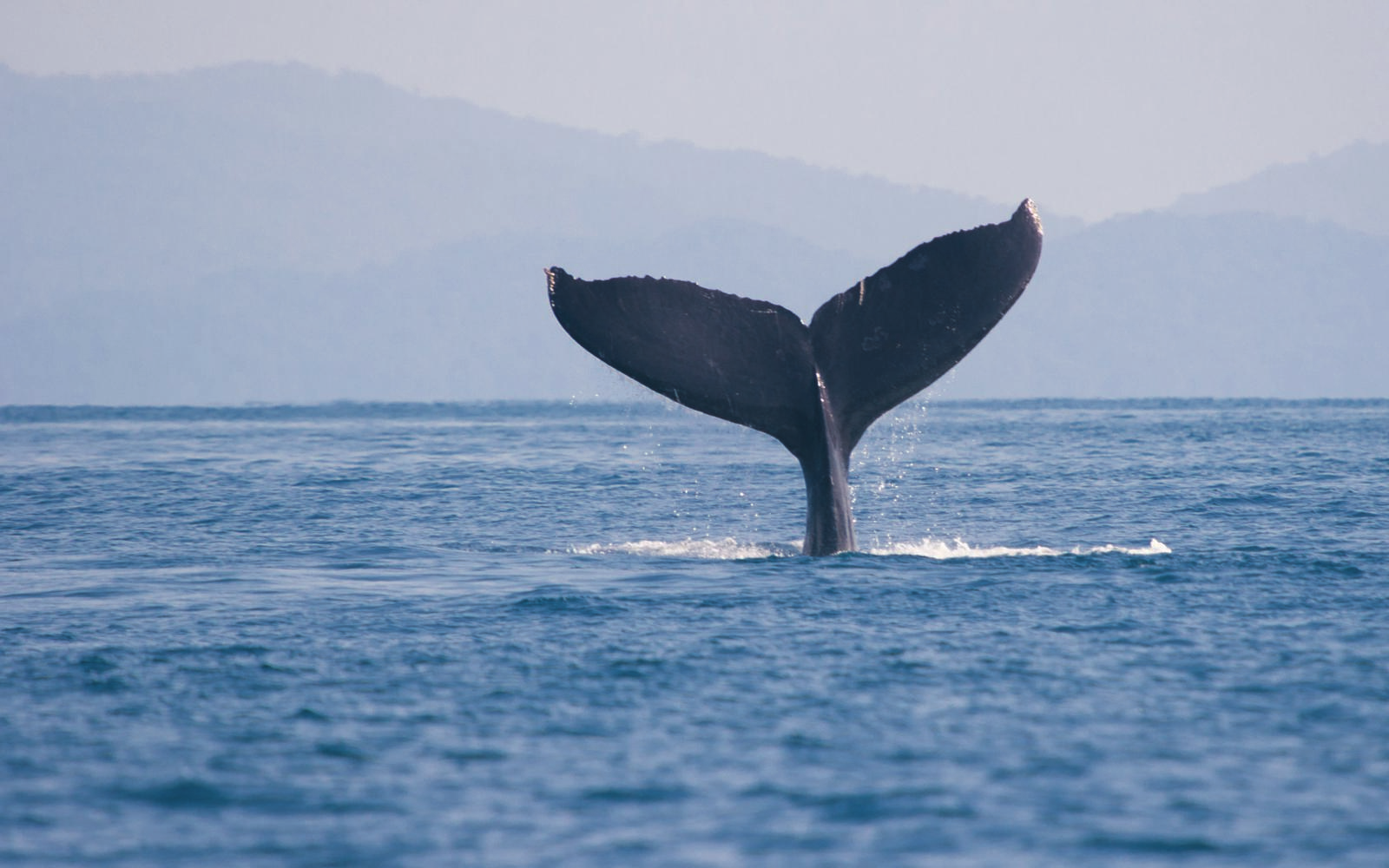 Uvita Private Sunset Boat Cruise – Marino Ballena Wildlife & Snorkeling