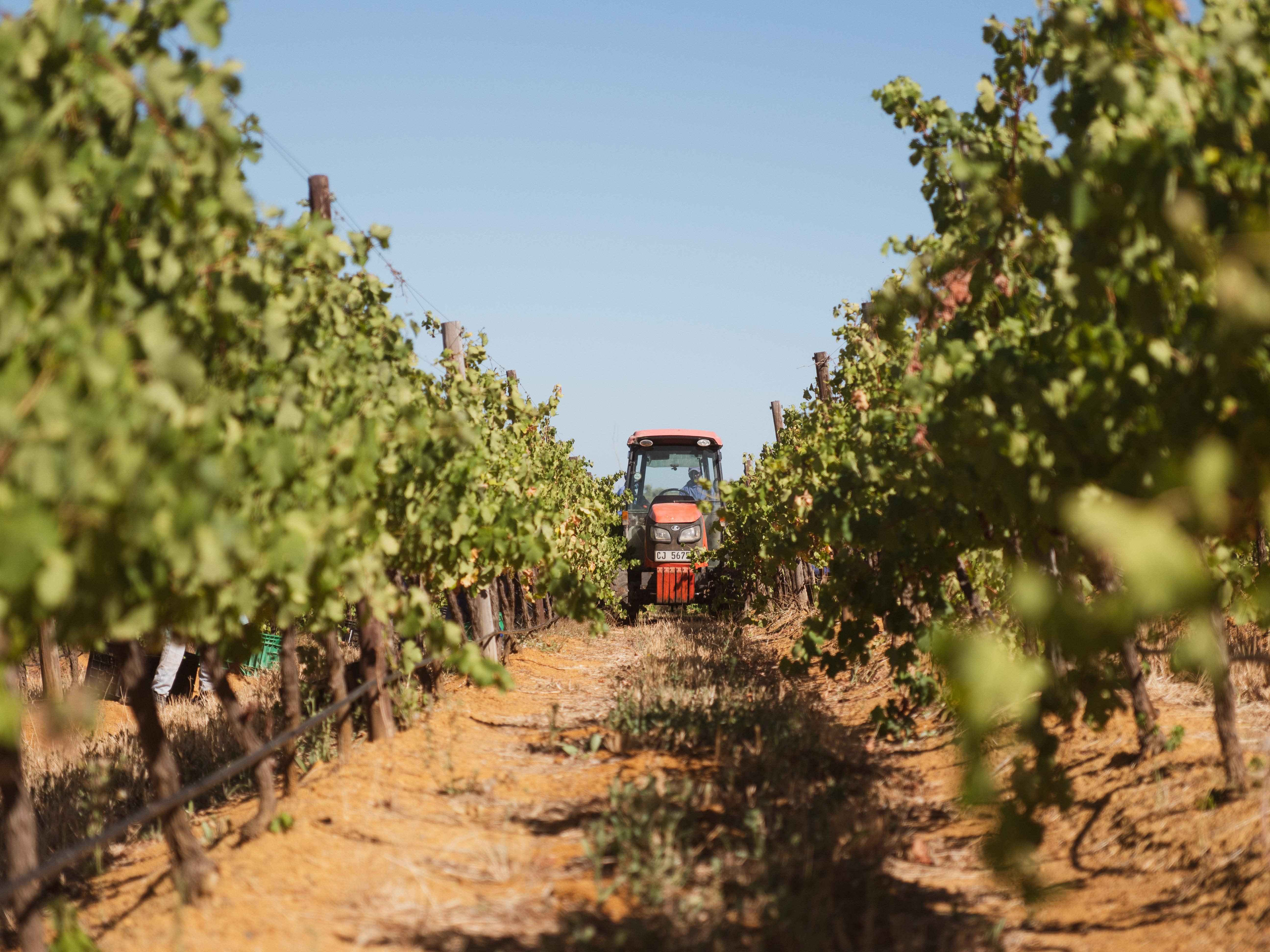 Cape Town Winelands Full-Day Tour: Tastings, Lunch & Cellar Visits