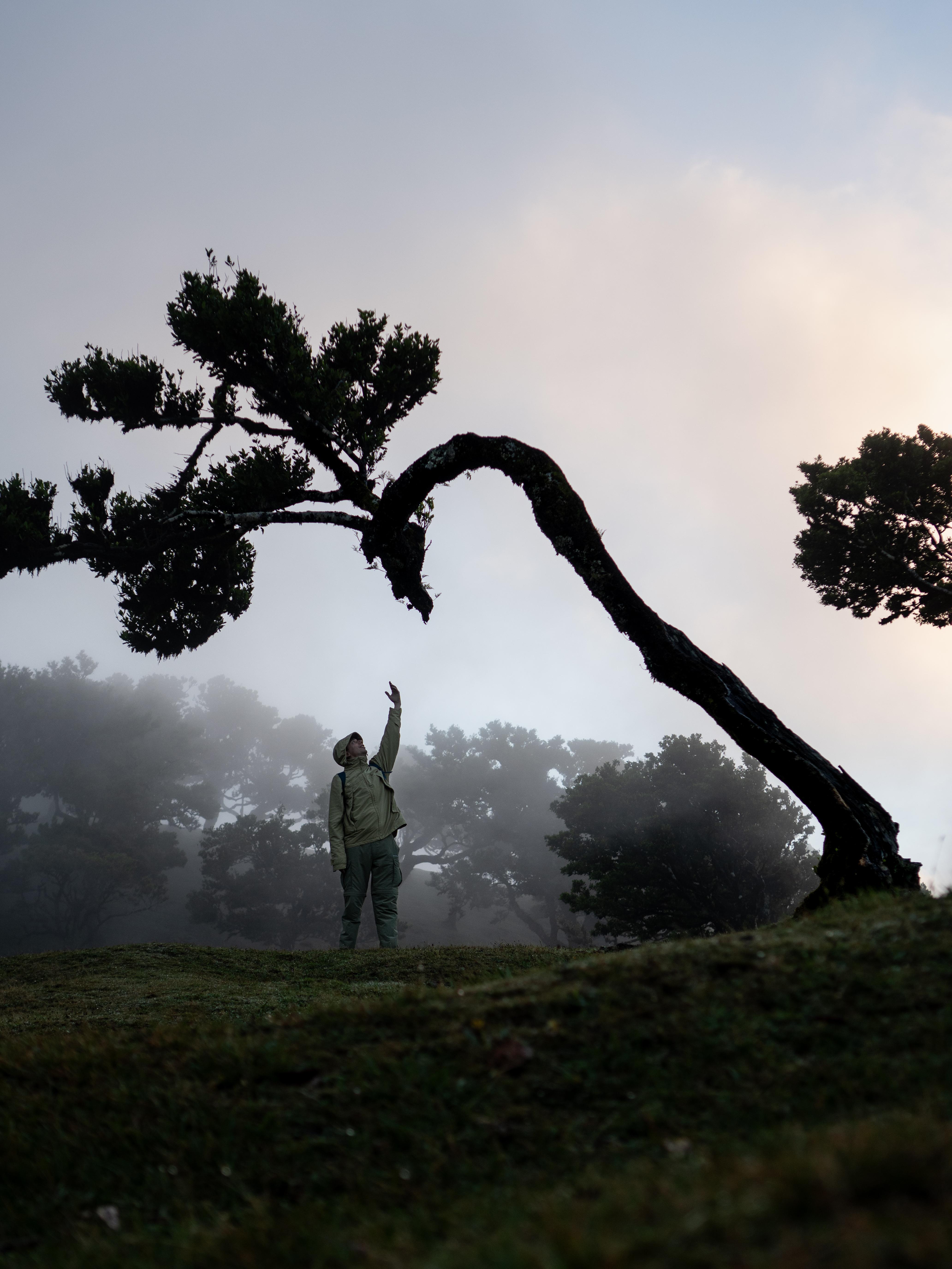 Madeira: Fanal Forest, Lava Pools & Wine Tasting Day Trip