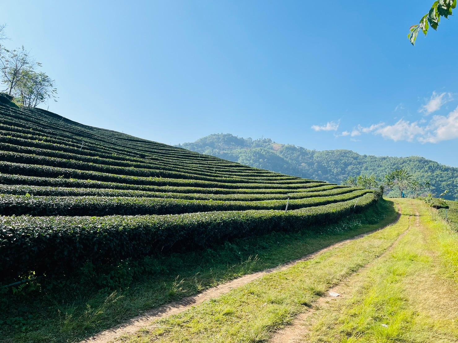 Chiang Rai: Personalized Private Sightseeing Tour