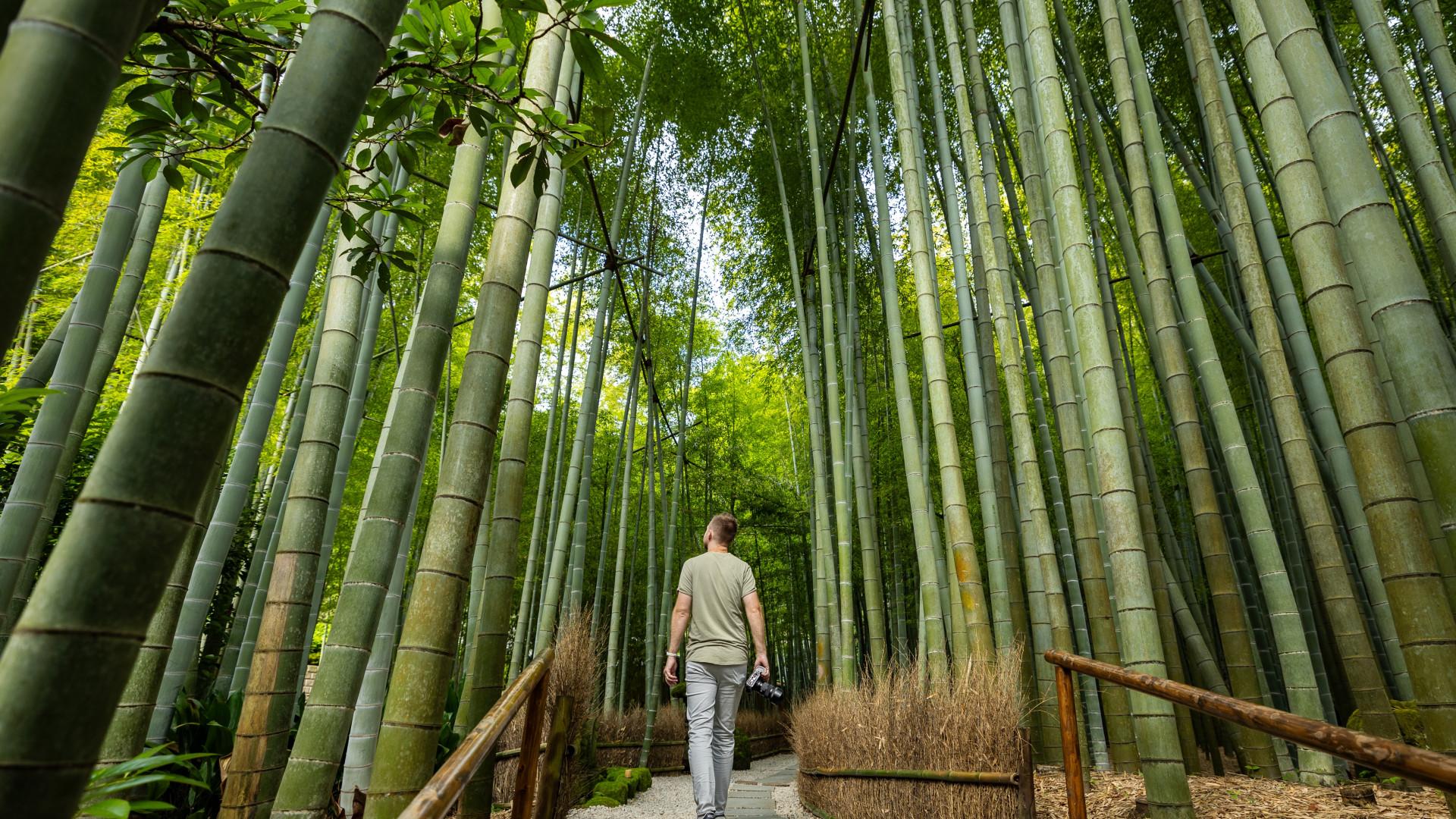 Kamakura & Enoshima Private Day Tour from Tokyo