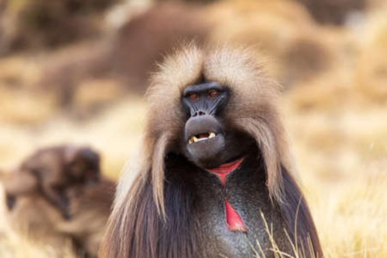 Debre Libanos Monastery & Blue Nile Gorge Day Trip