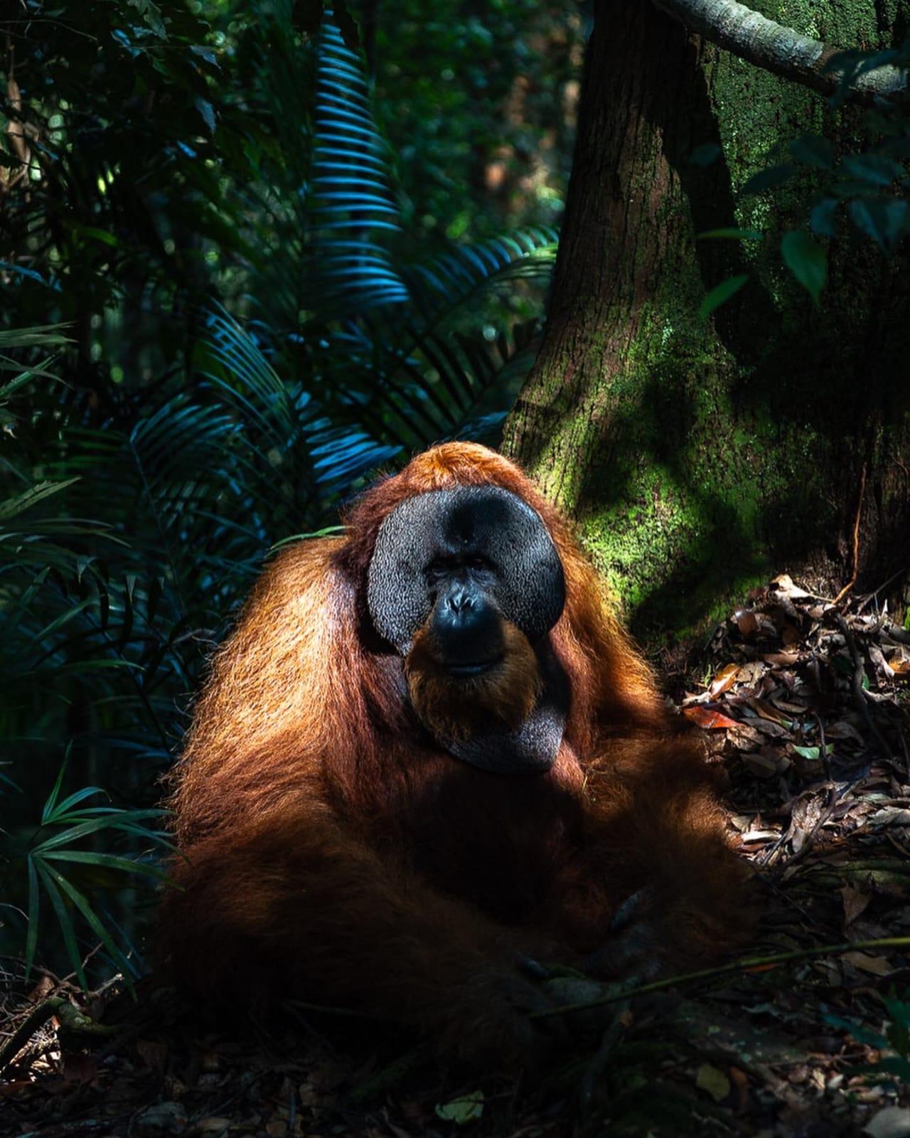 2-Day Orangutan Jungle Trek & River Camp