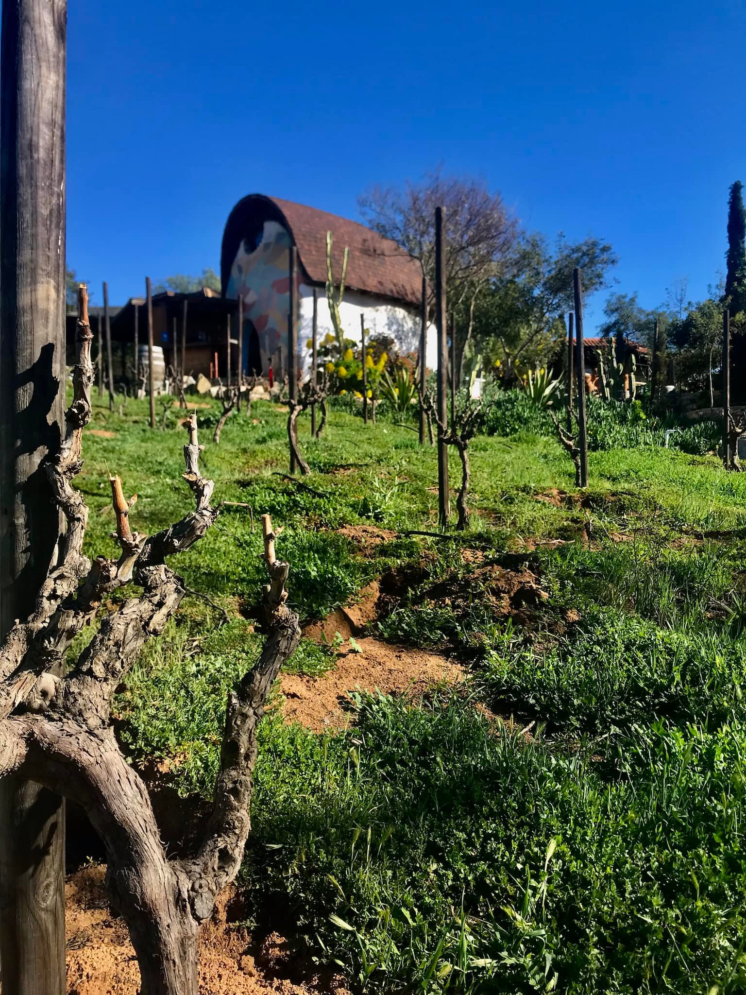 wine tour in Valle de Guadalupe — photo 19