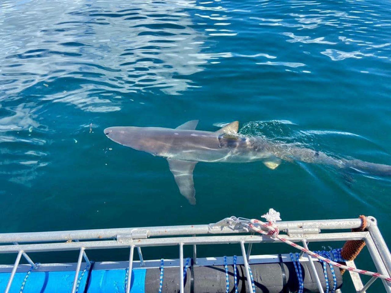 Cape Town Shark Cage Diving Adventure