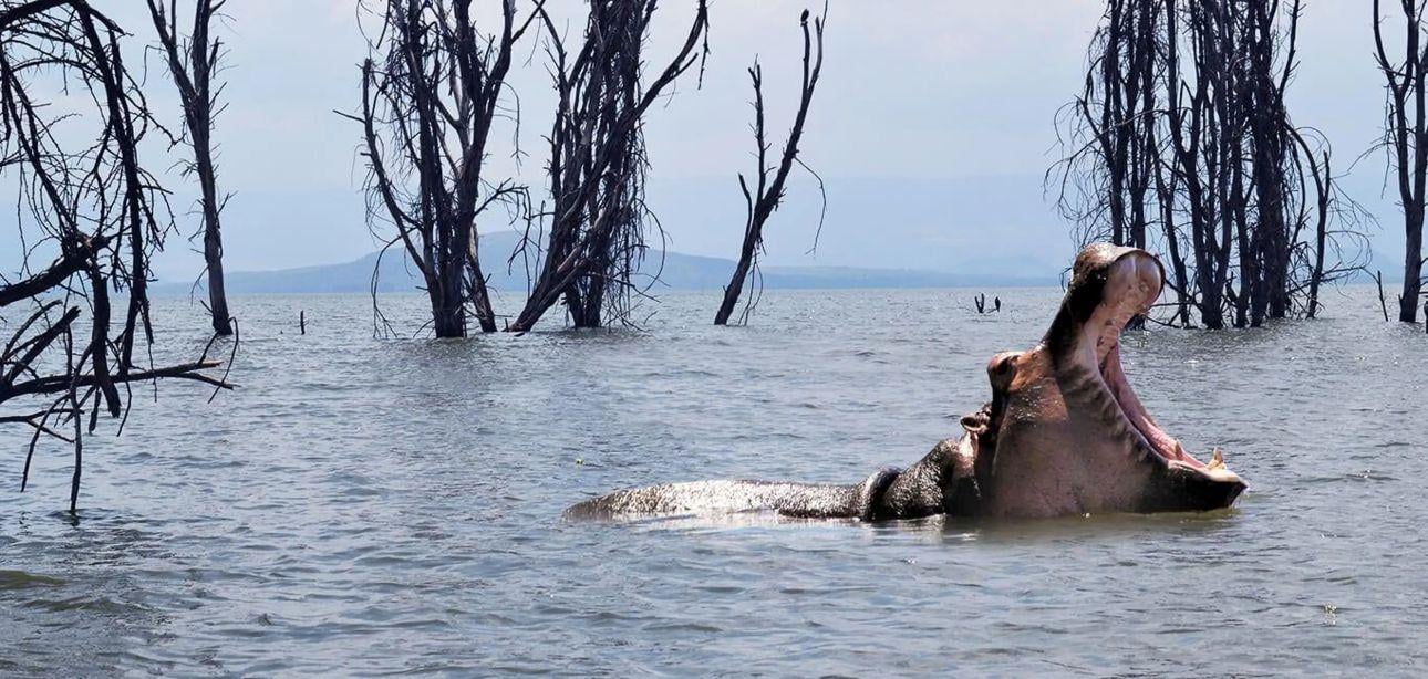 Hell's Gate & Lake Naivasha Day Adventure
