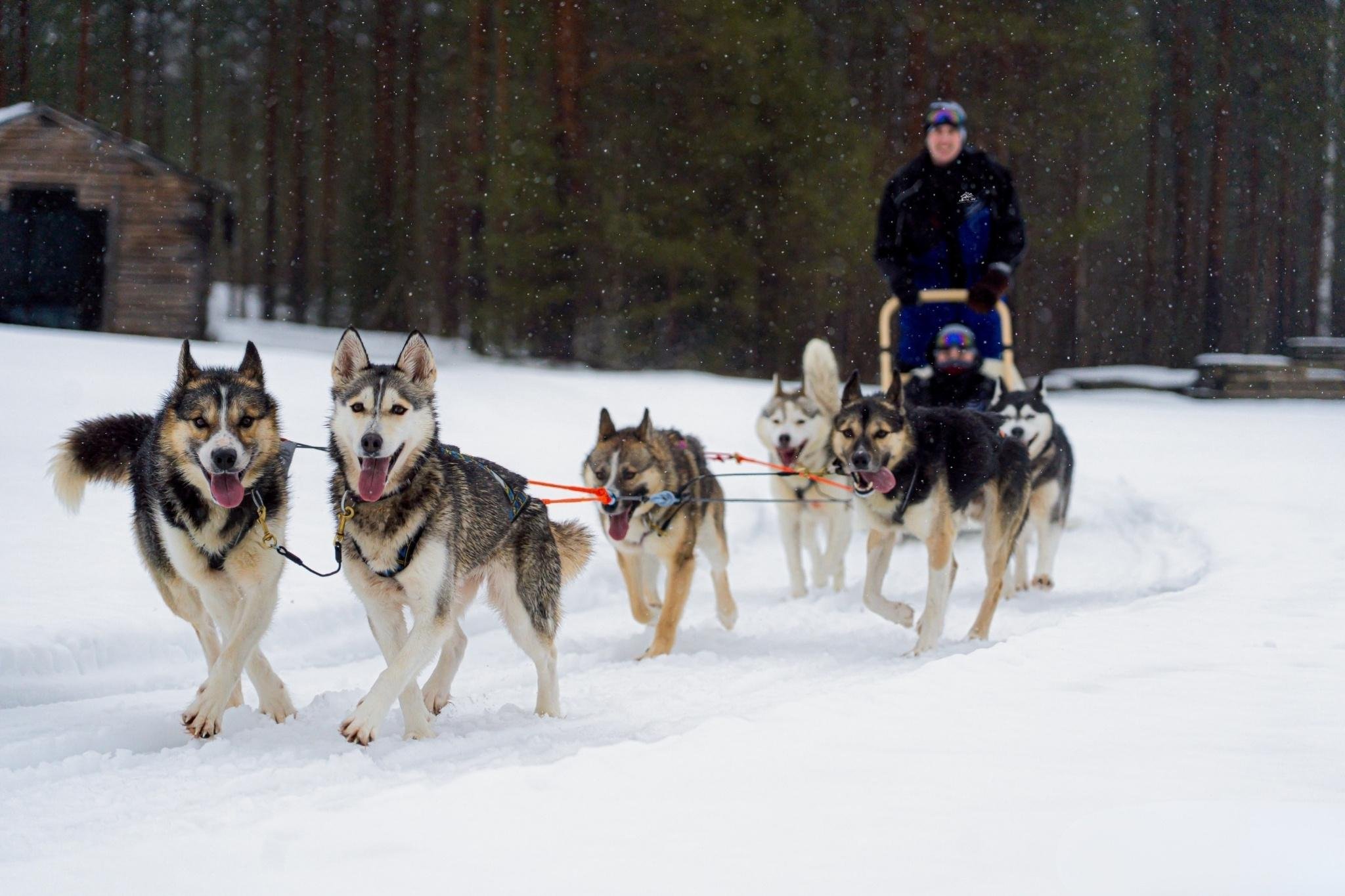 Rovaniemi Husky Safari: Drive Your Own Team & Lapland BBQ