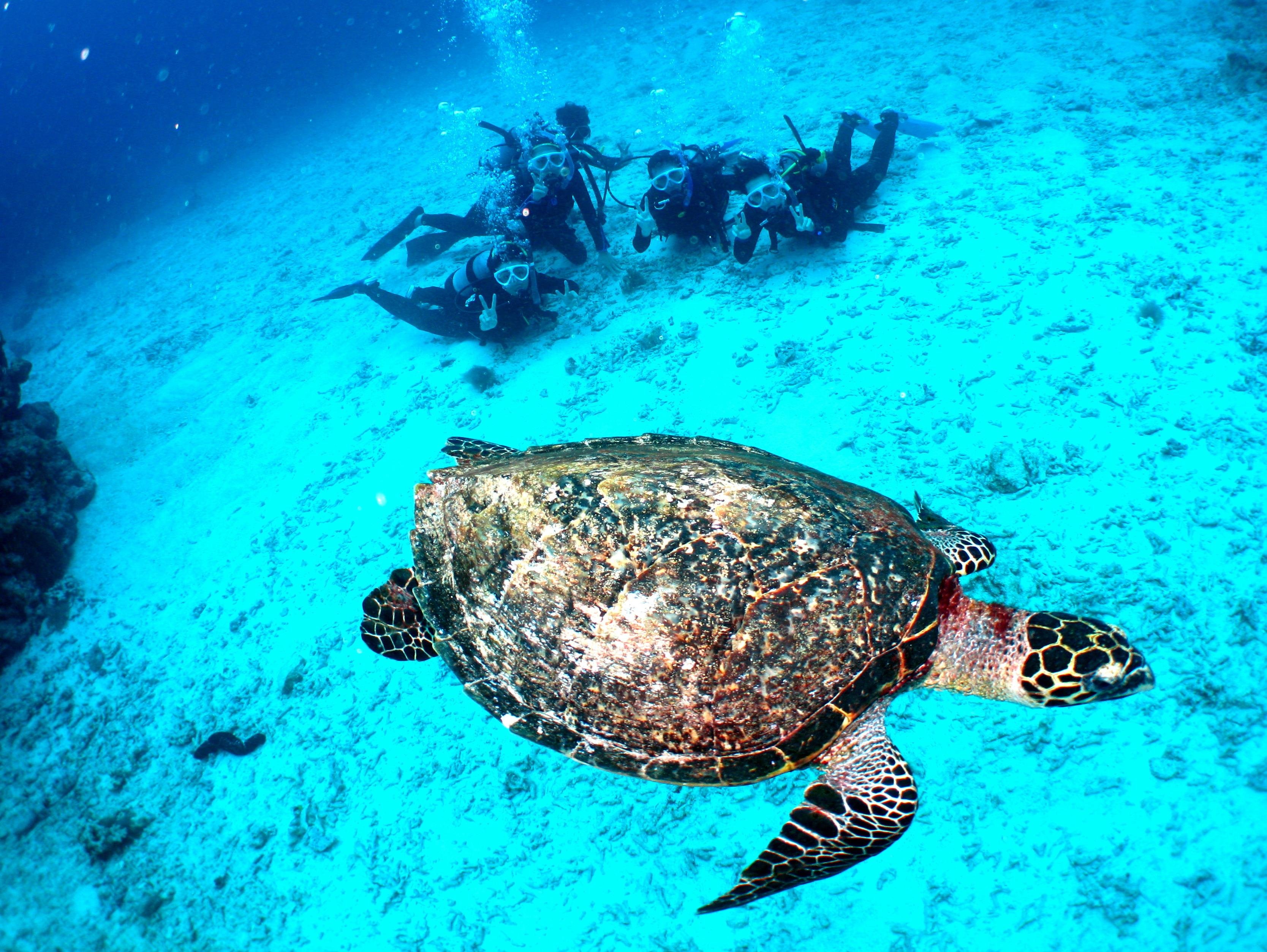 Okinawa snorkeling - Kerama Islands day trip from Naha — image 9