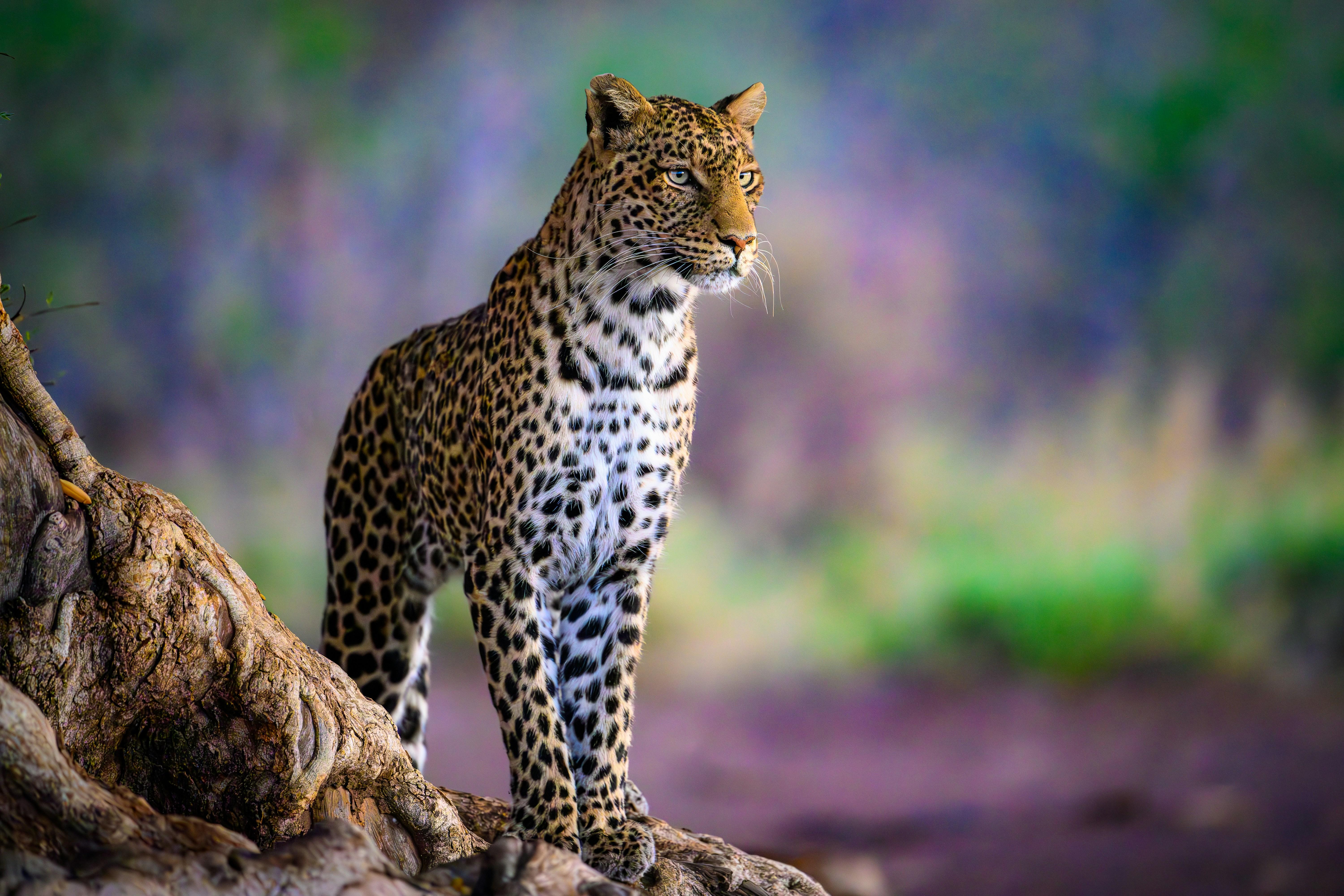 Jaipur Jhalana Amagarh Leopard Reserve 4×4 Jeep Safari