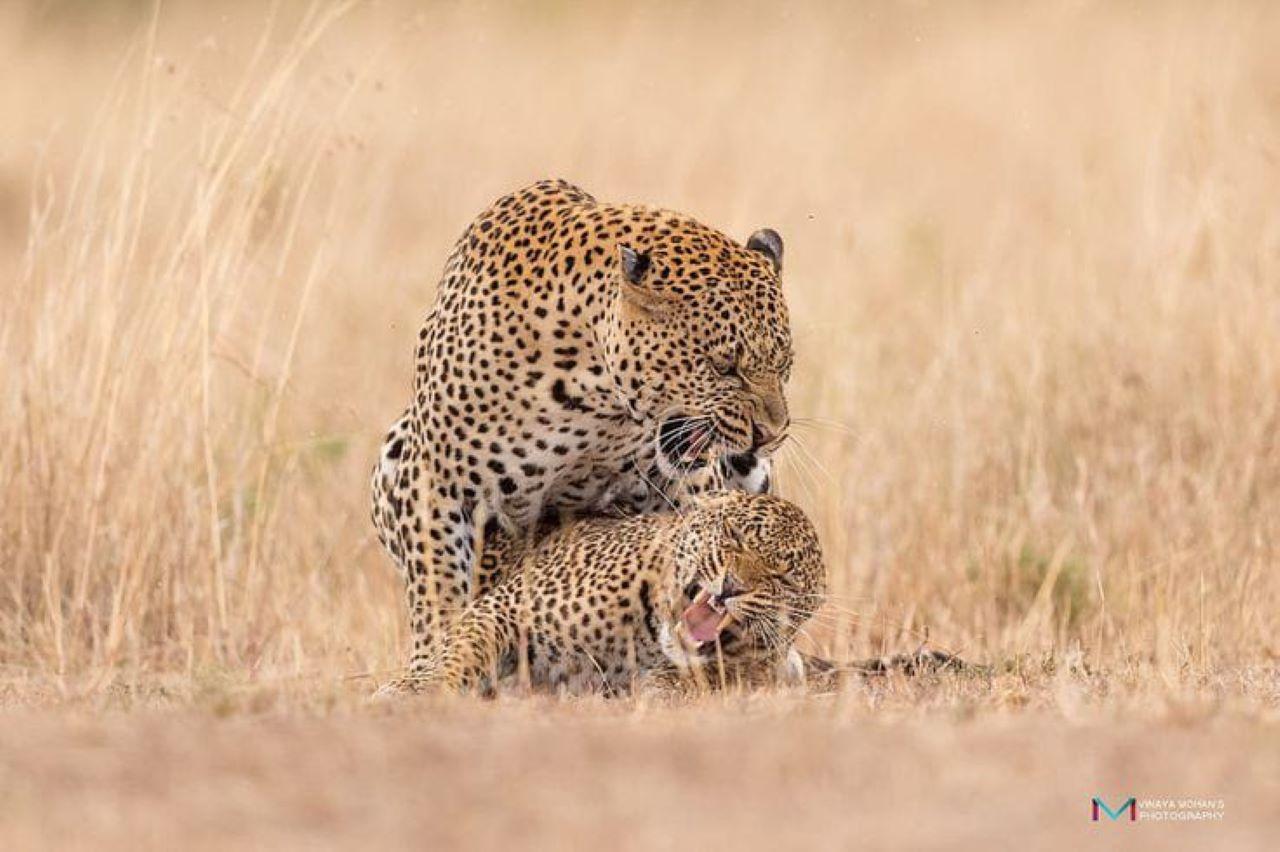 3-Day Maasai Mara Shared Jeep Safari from Nairobi